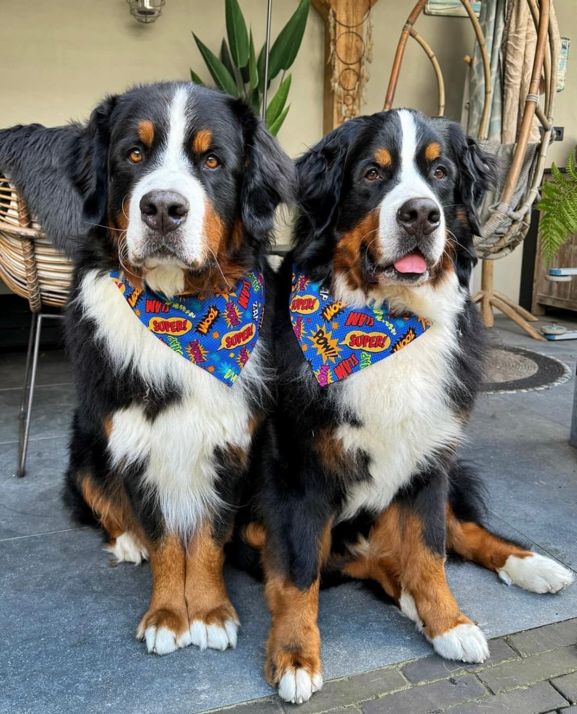 Super Pup Bandana image 2