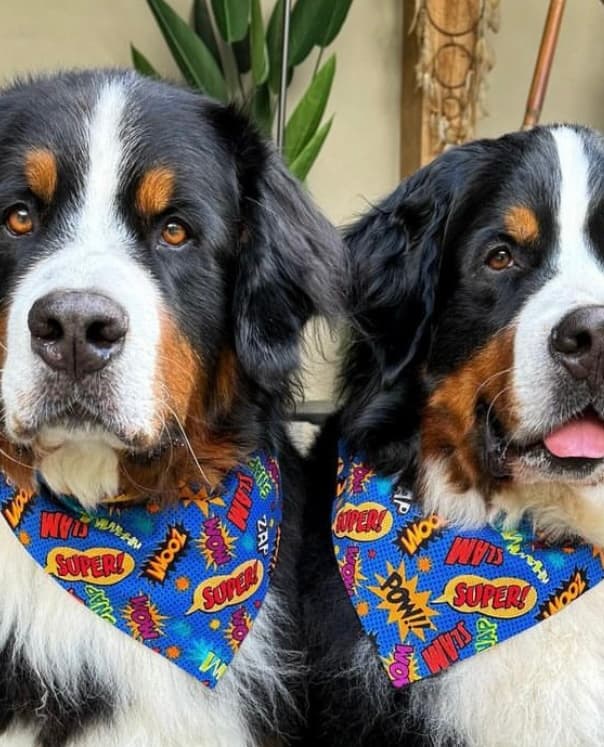 Super Pup Bandana