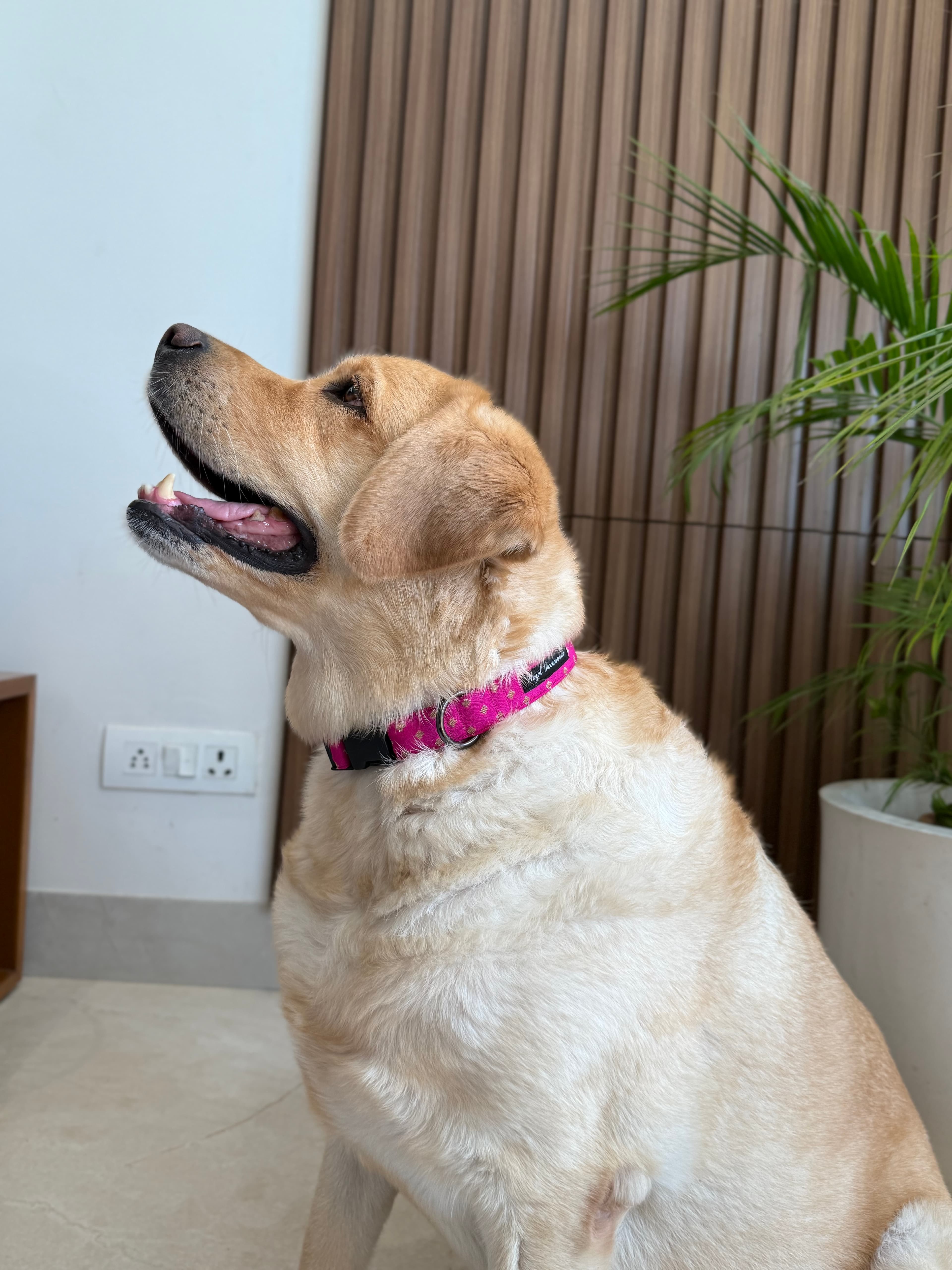 Festive Fuchsia Glam Collar