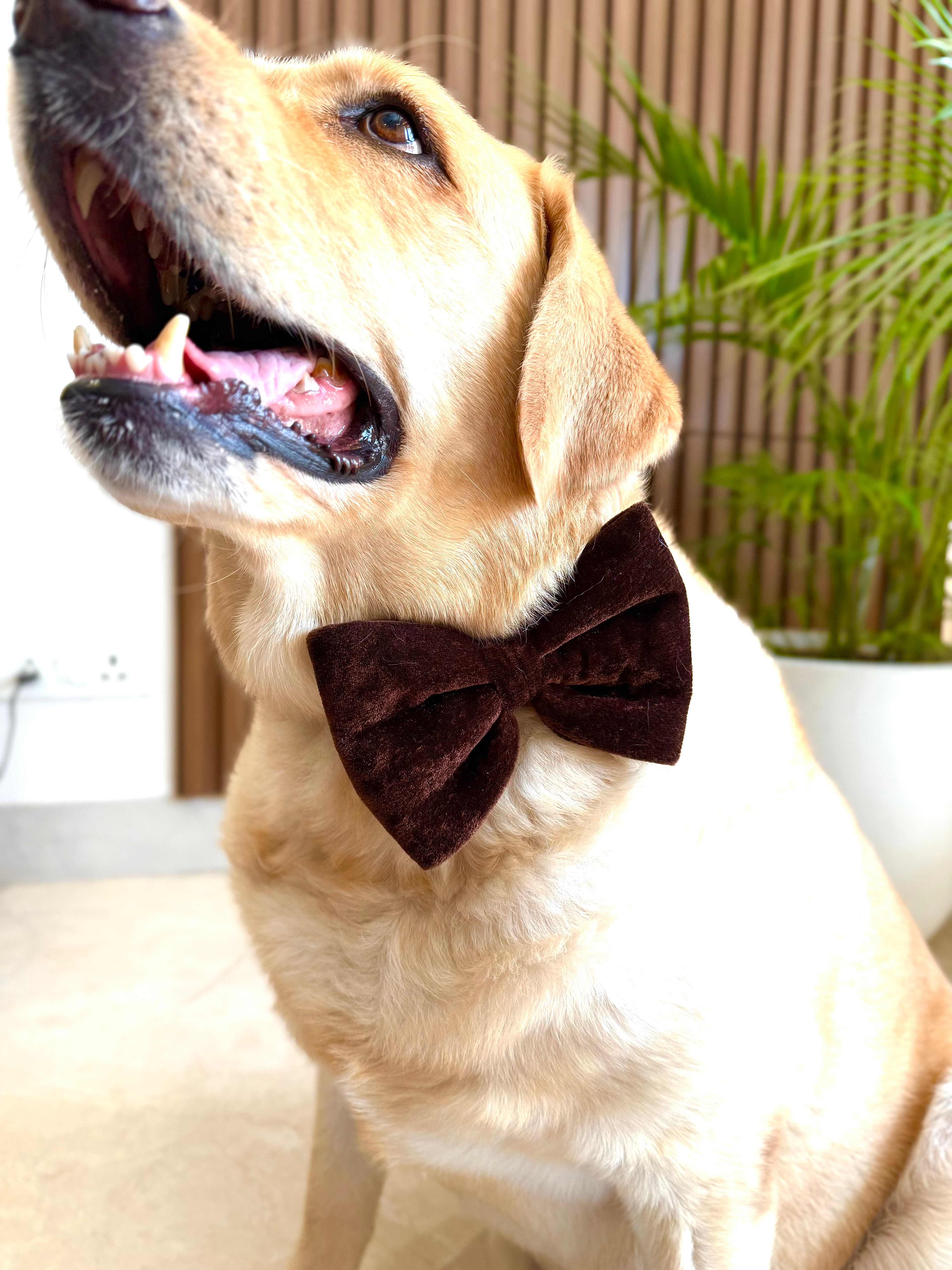 Mocha Velvet Bow Tie image 2