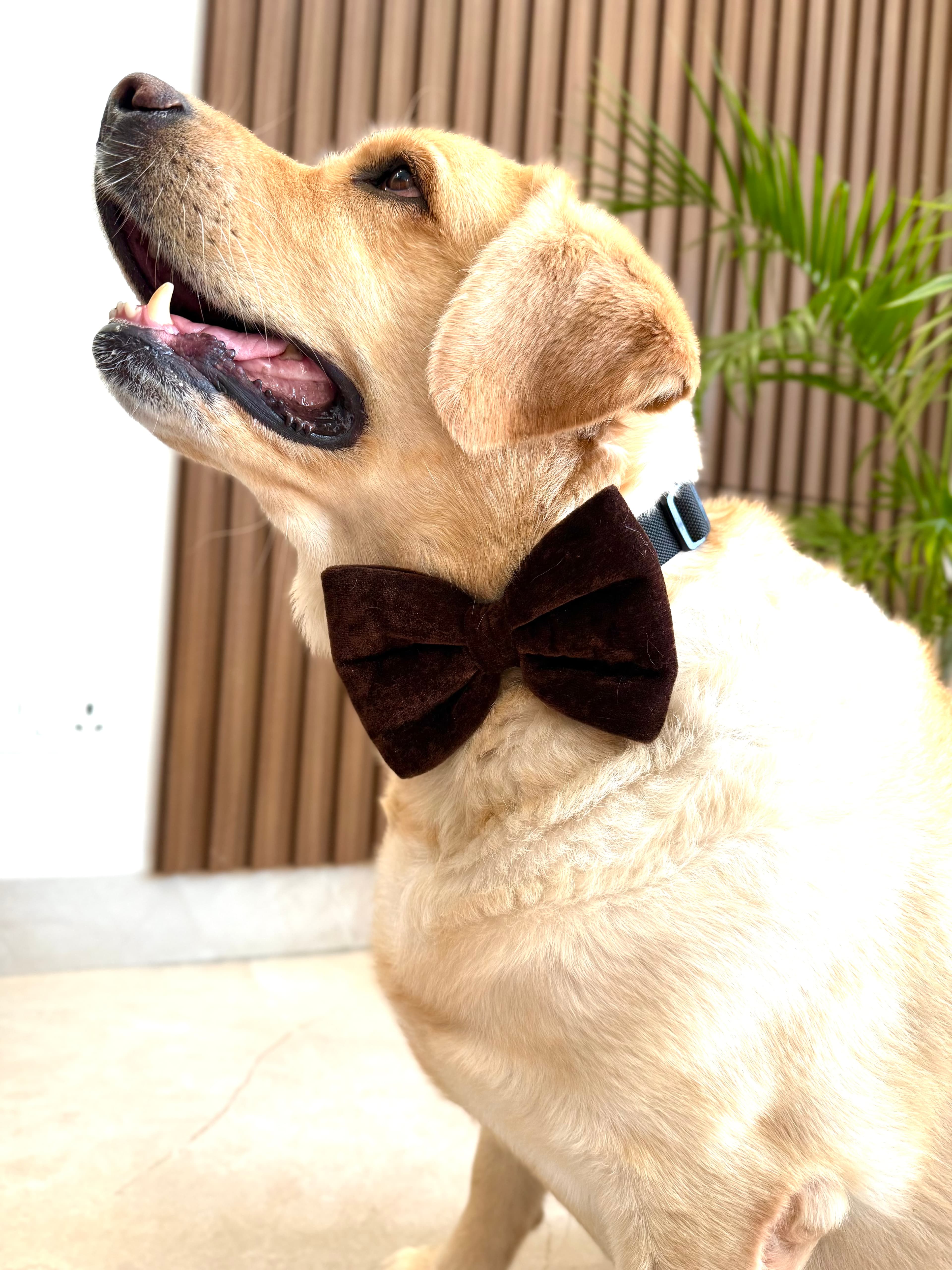 Mocha Velvet Bow Tie image 3