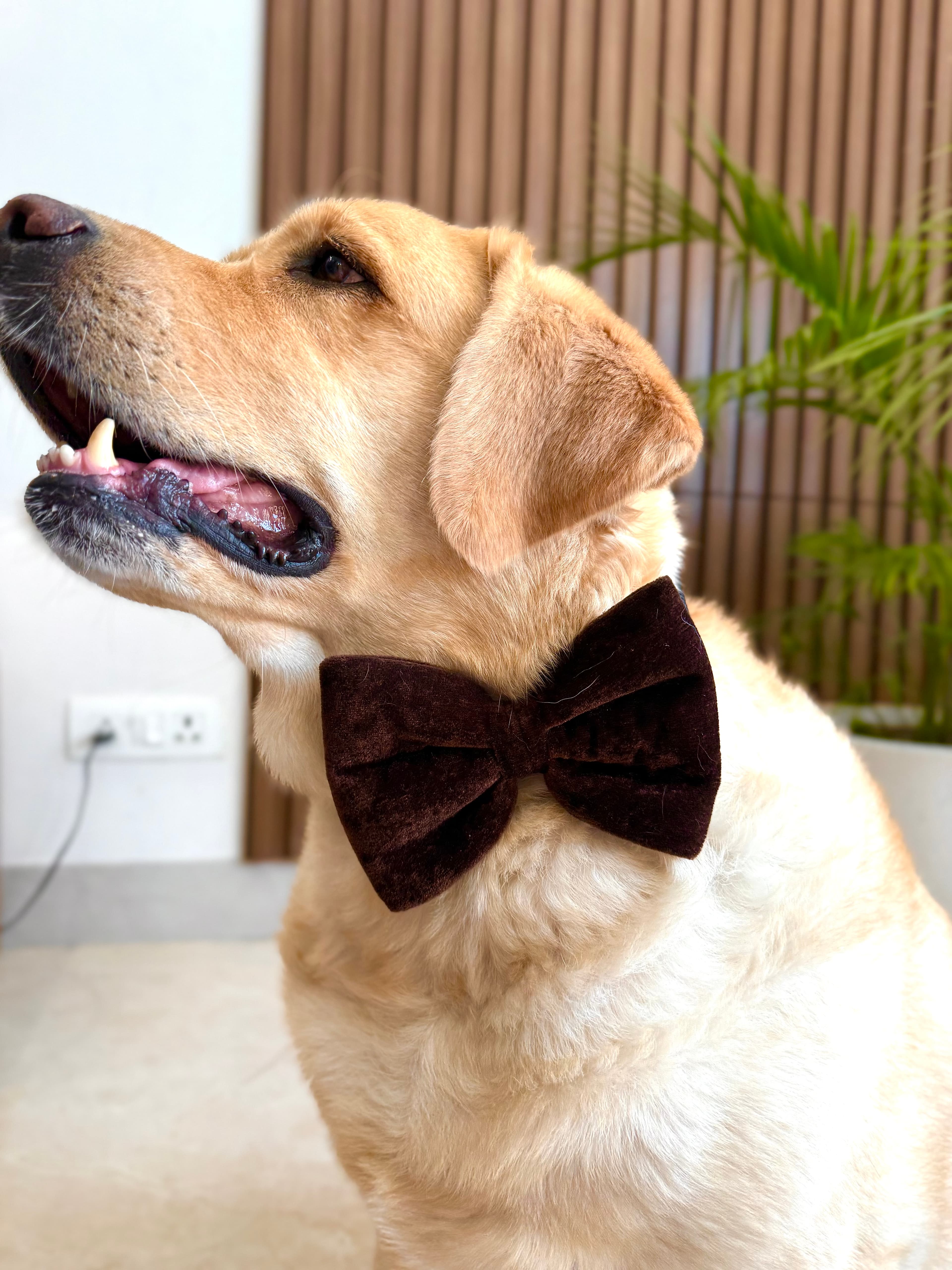 Mocha Velvet Bow Tie