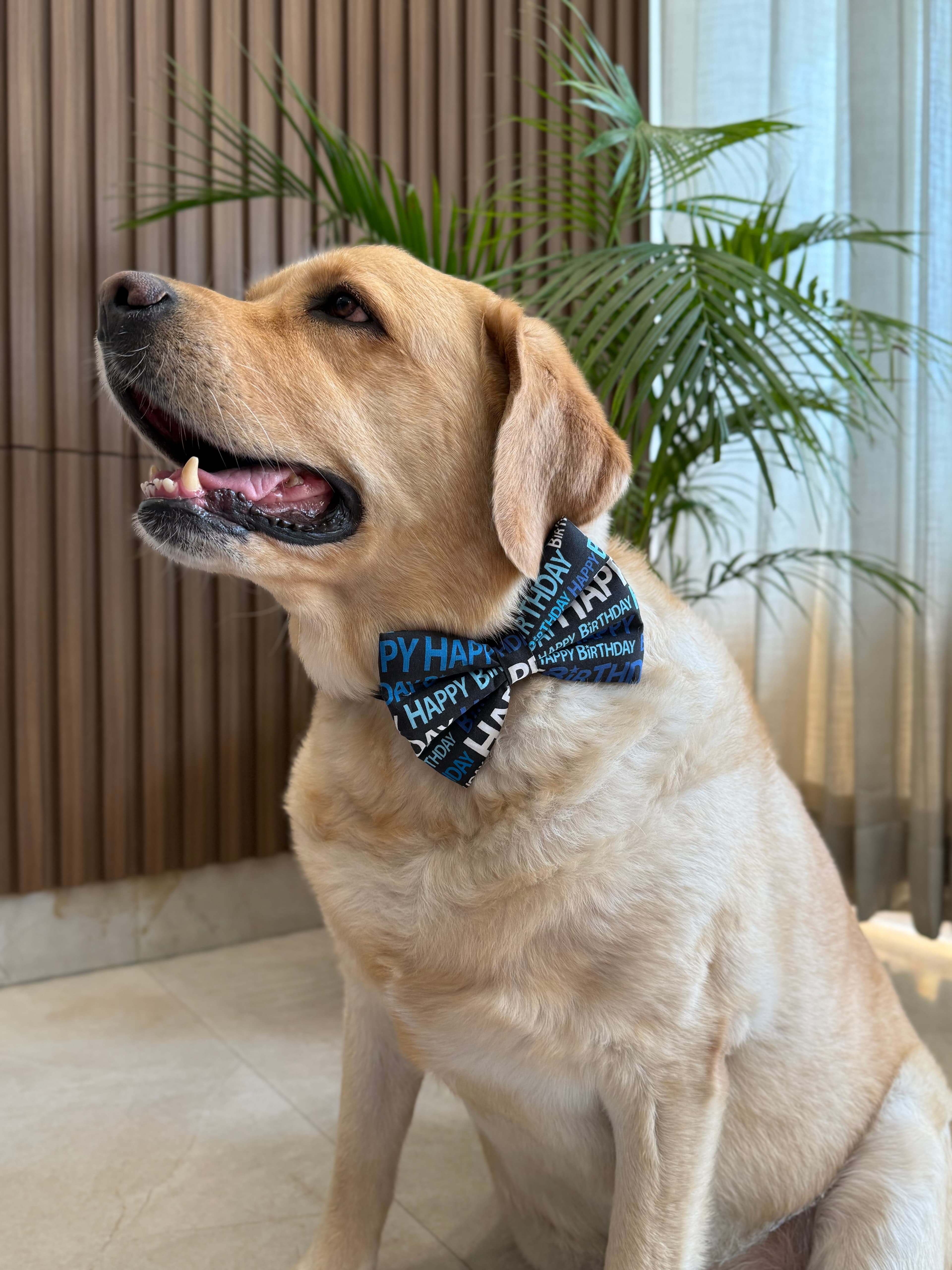 Big Day Bow Tie image 2