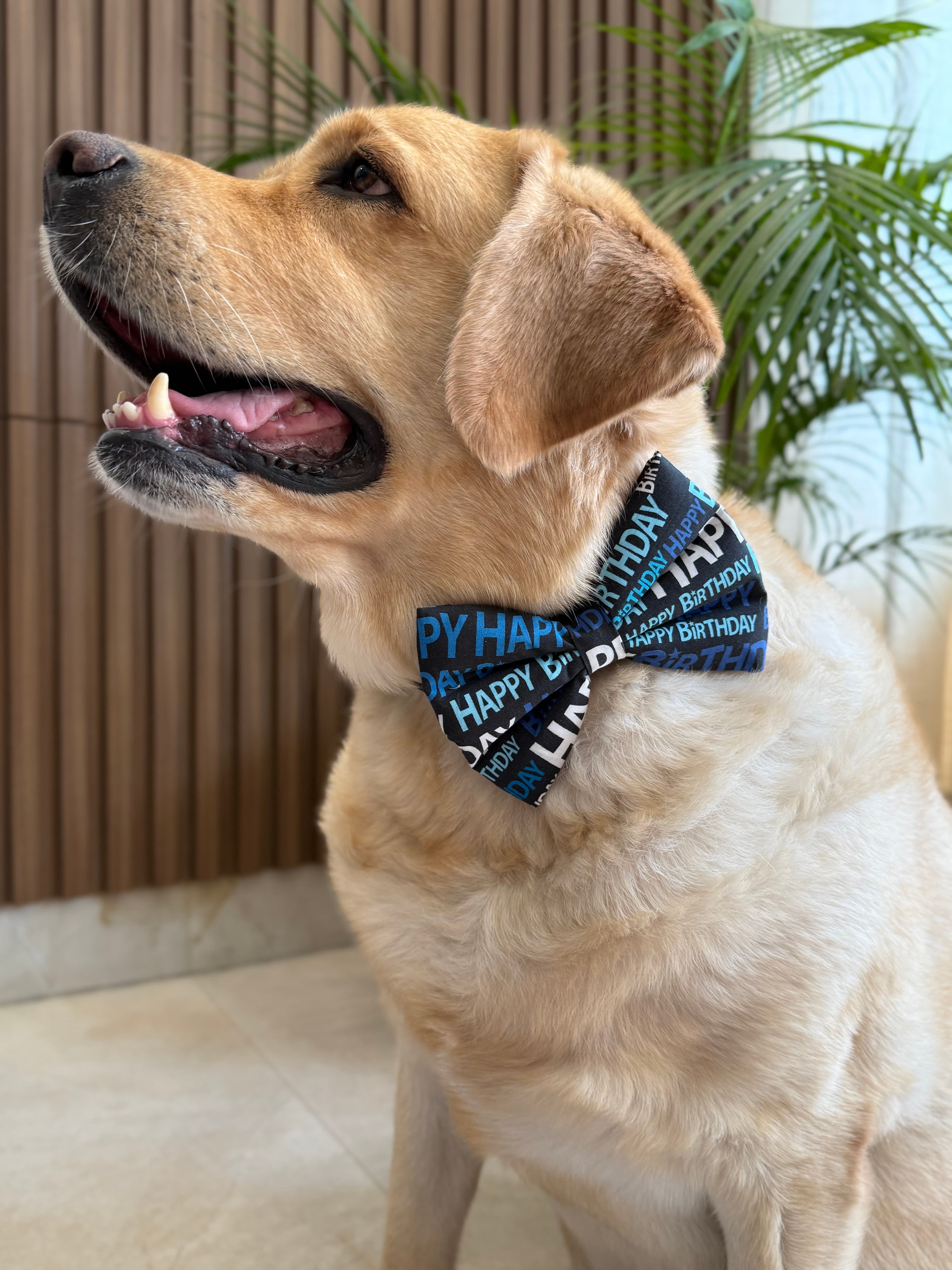 Big Day Bow Tie image 4