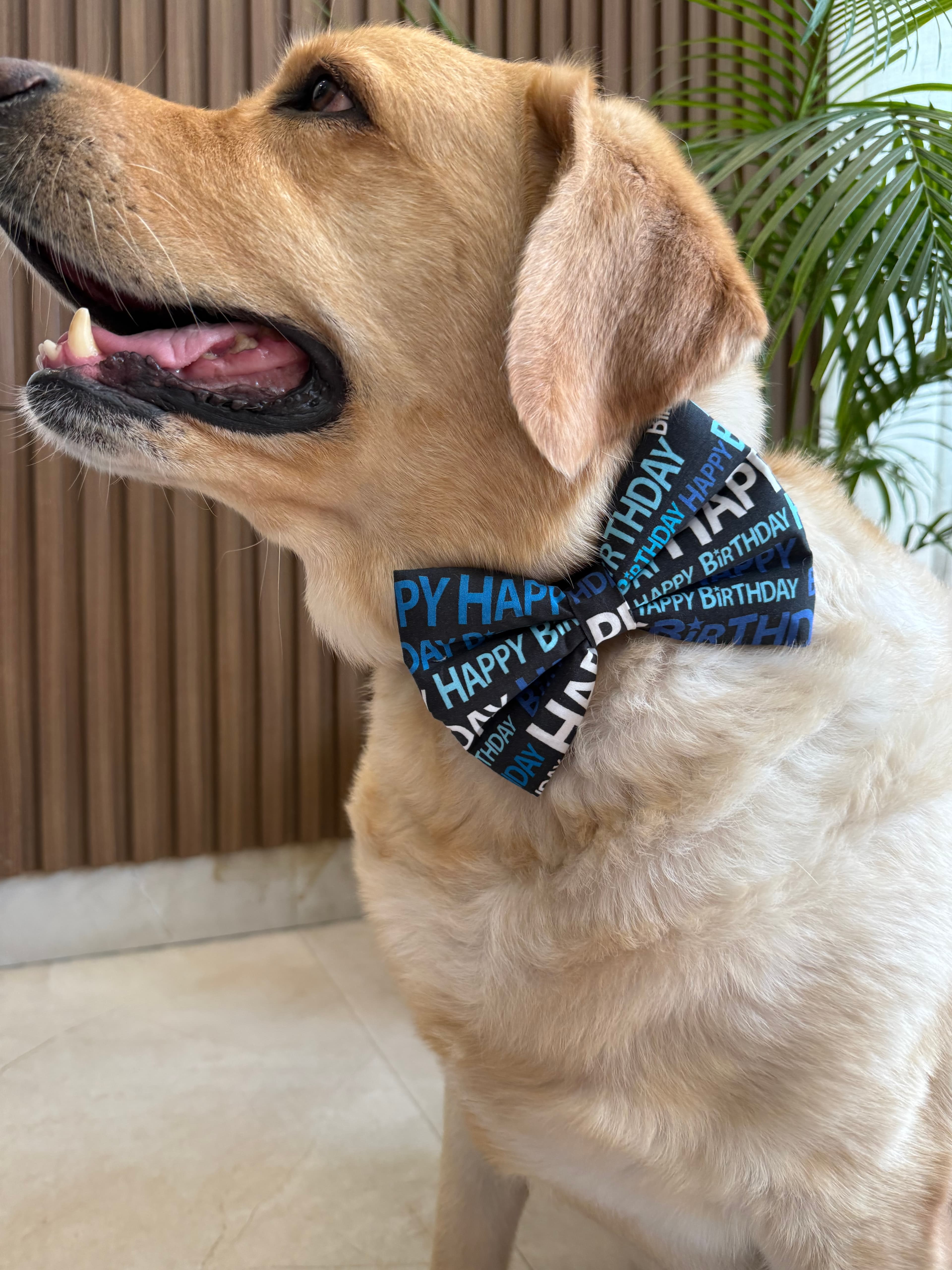 Big Day Bow Tie