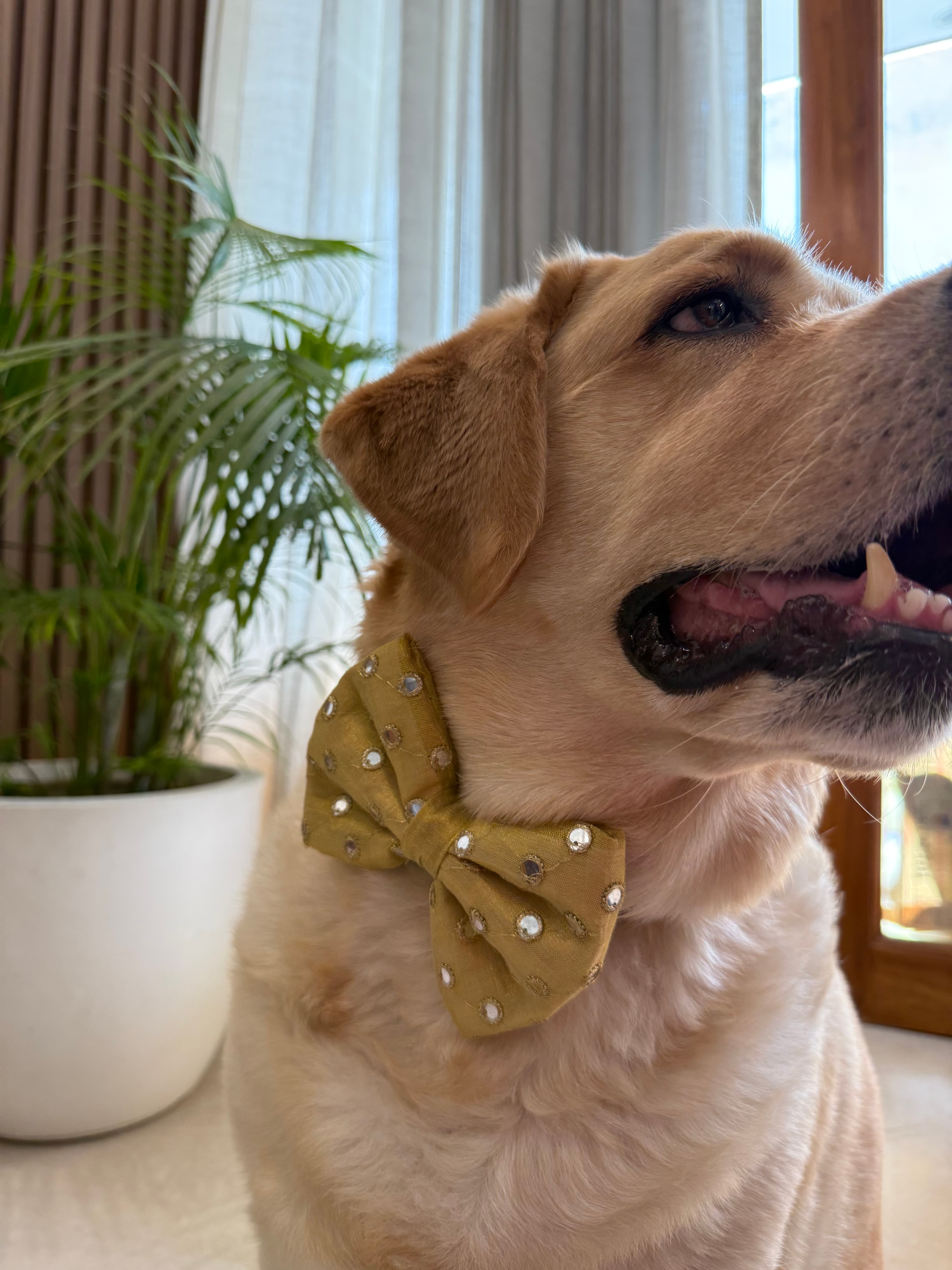 Golden Sparkle Bow Tie  image 3