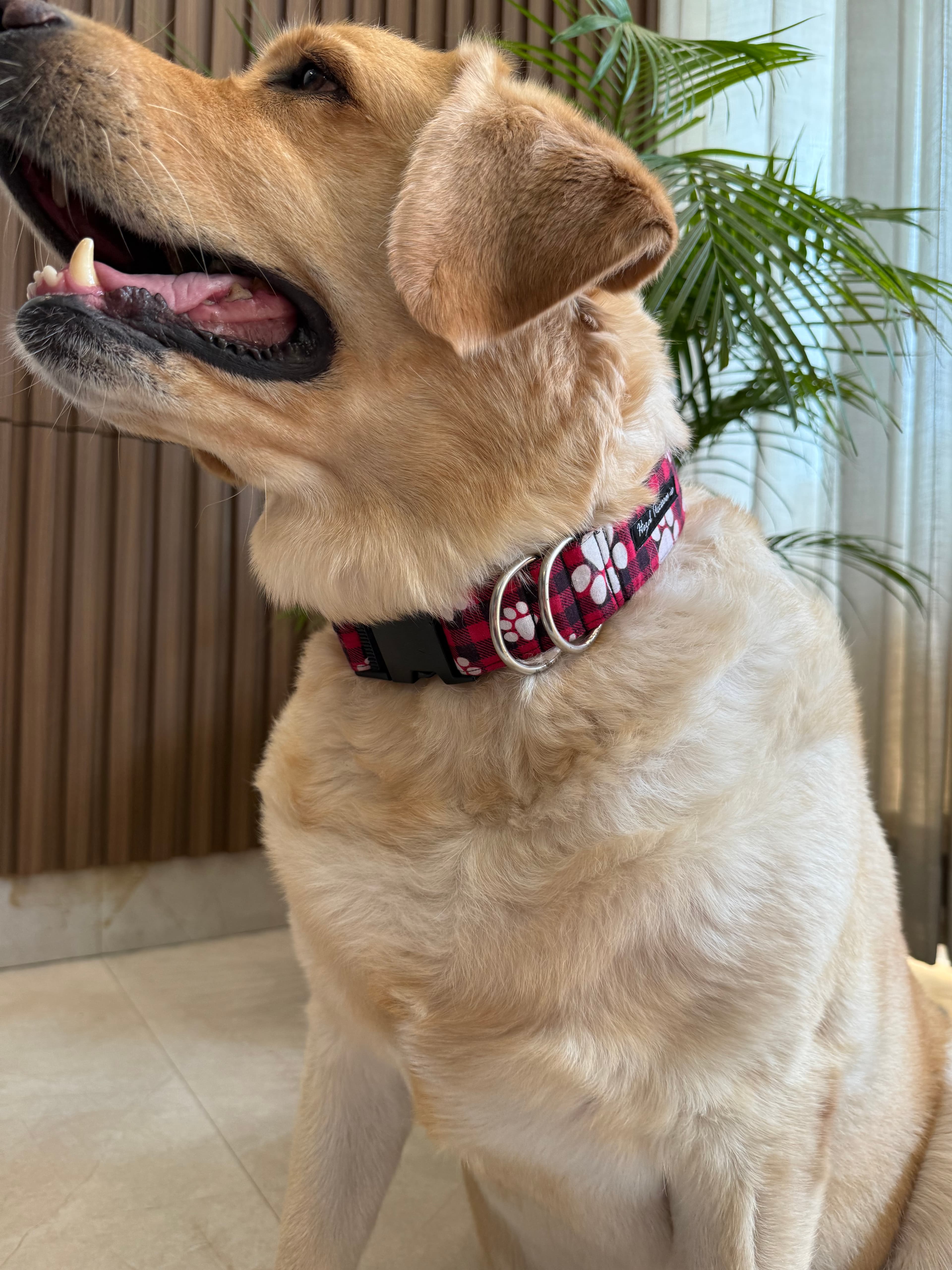 Plaid Pawfect Collar image 3