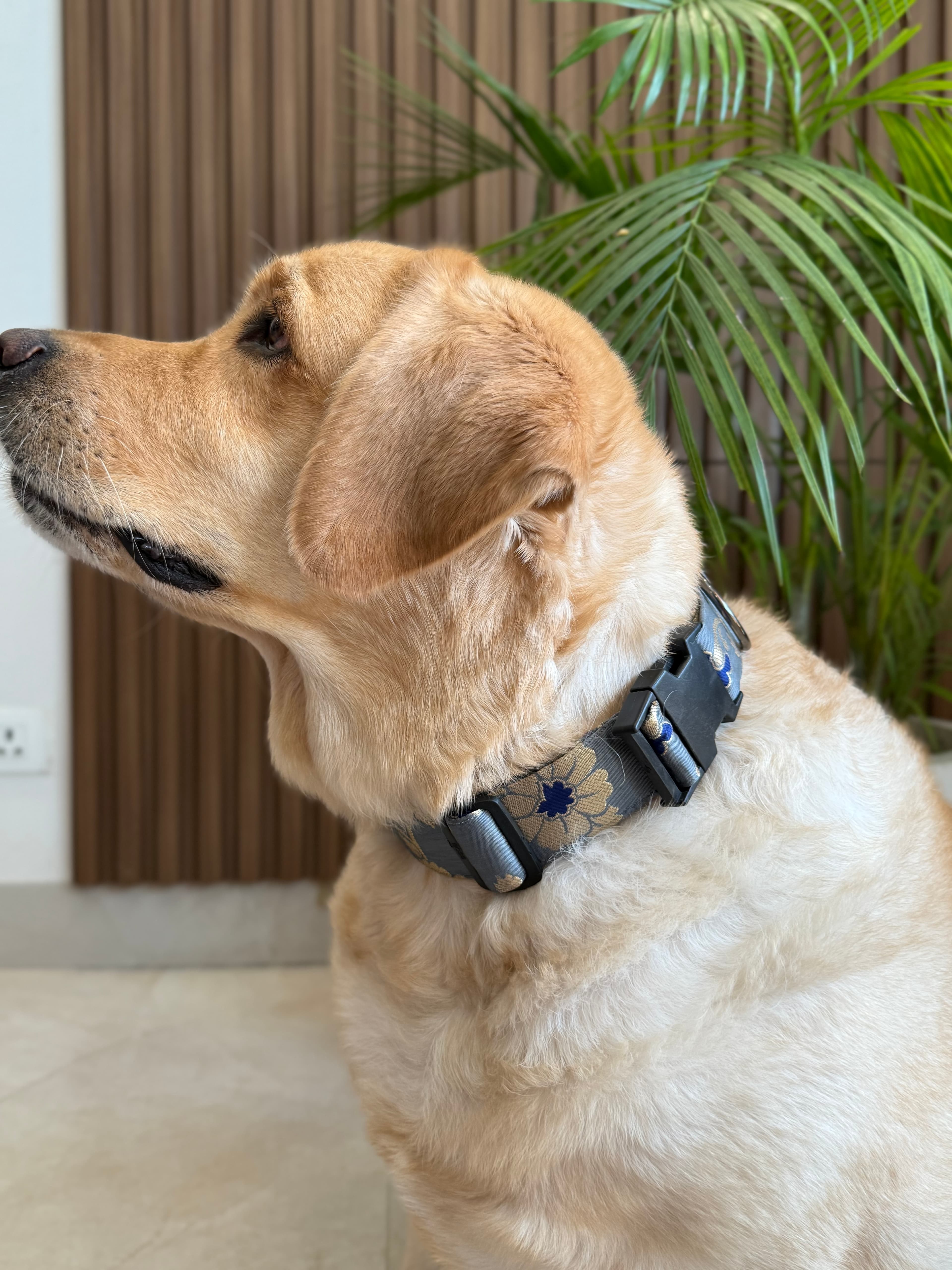 Royal Elegance Collar