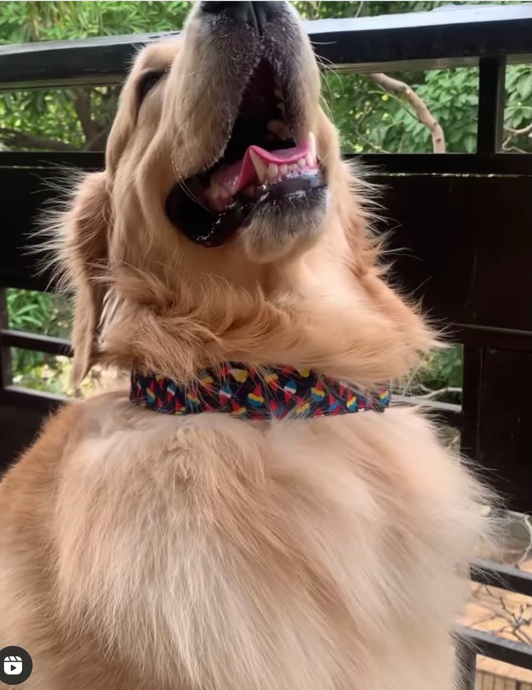 Scope of Joy Collar