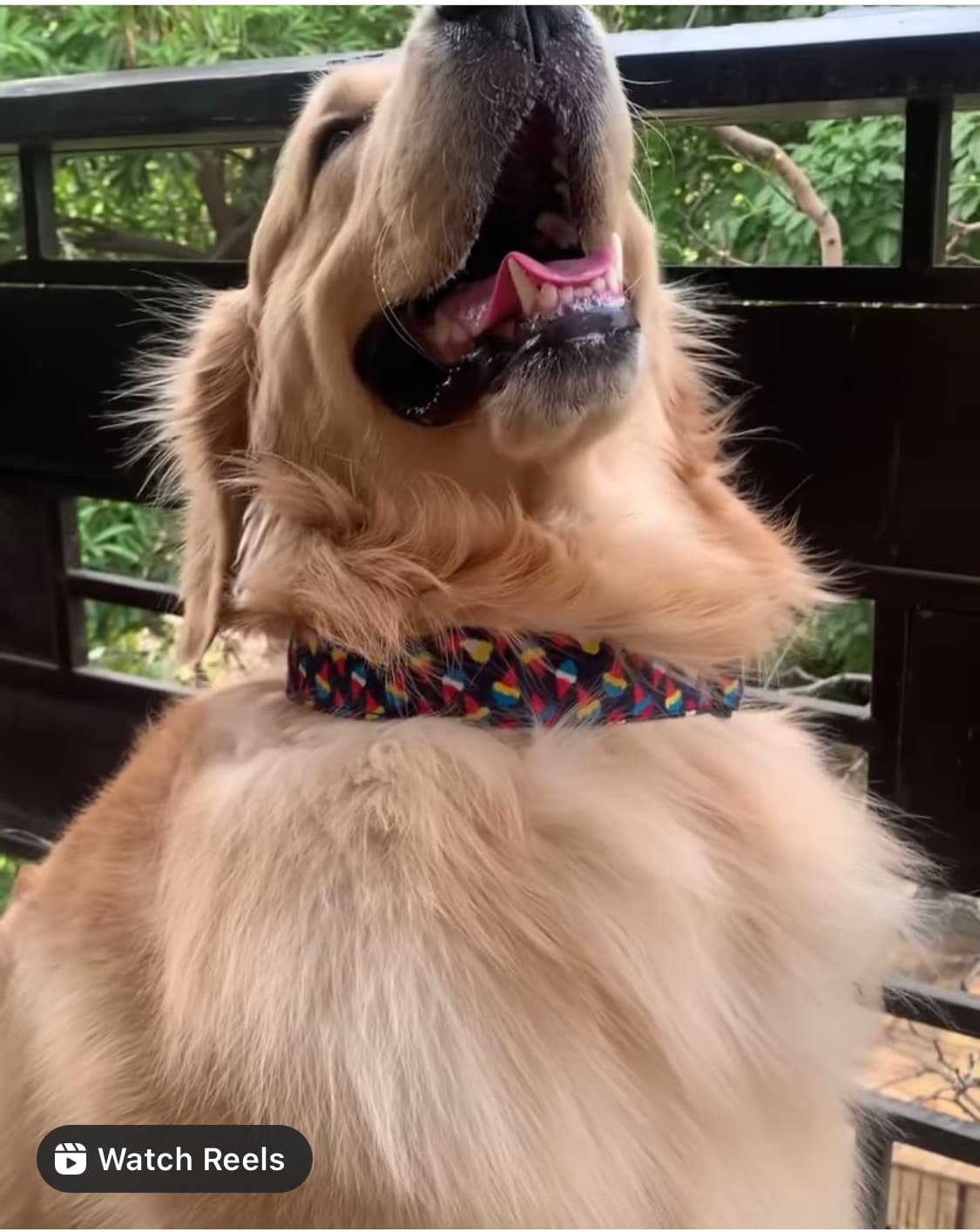 Scope of Joy Collar image 2