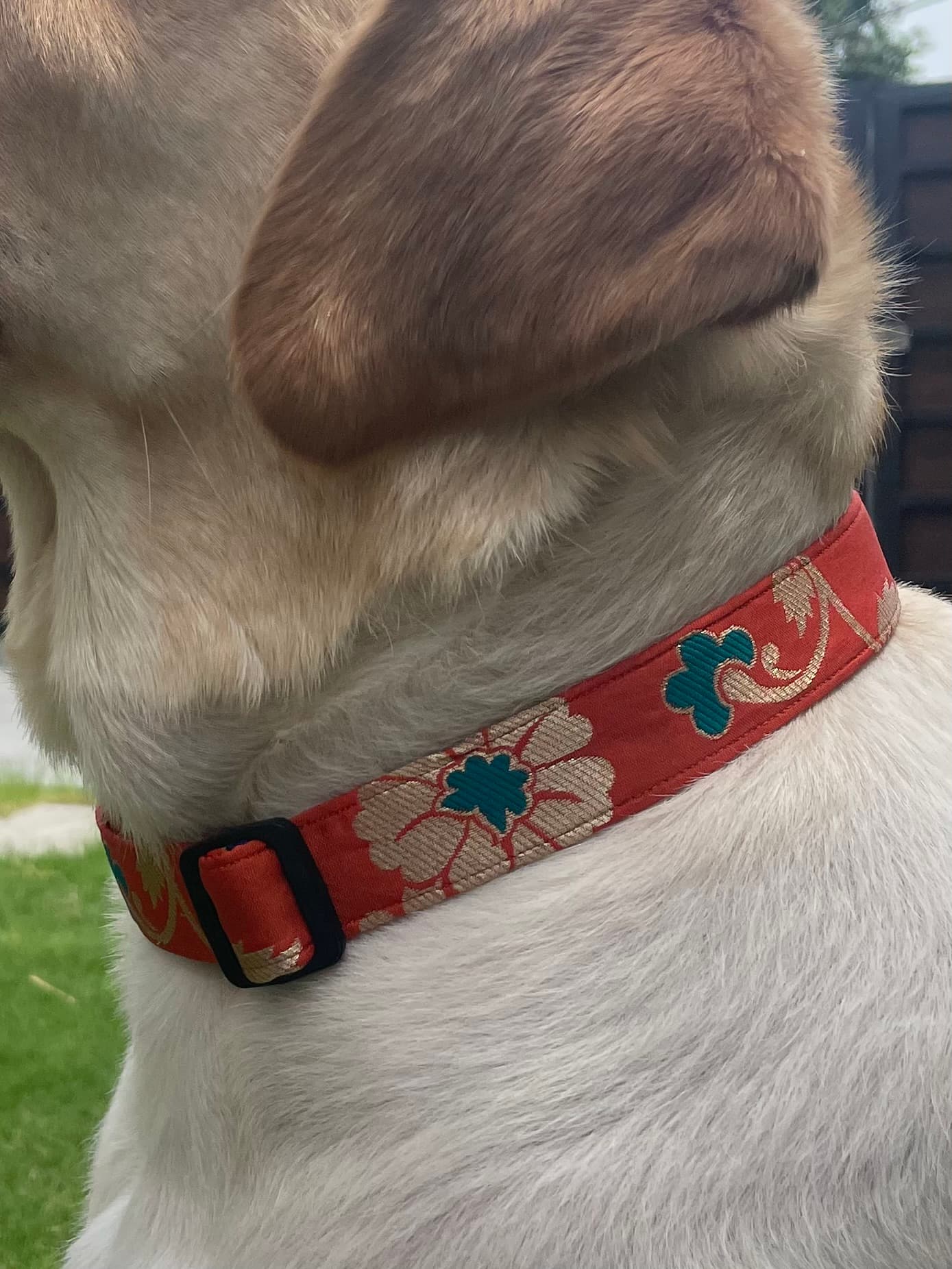 Marigold festive collar  image 3