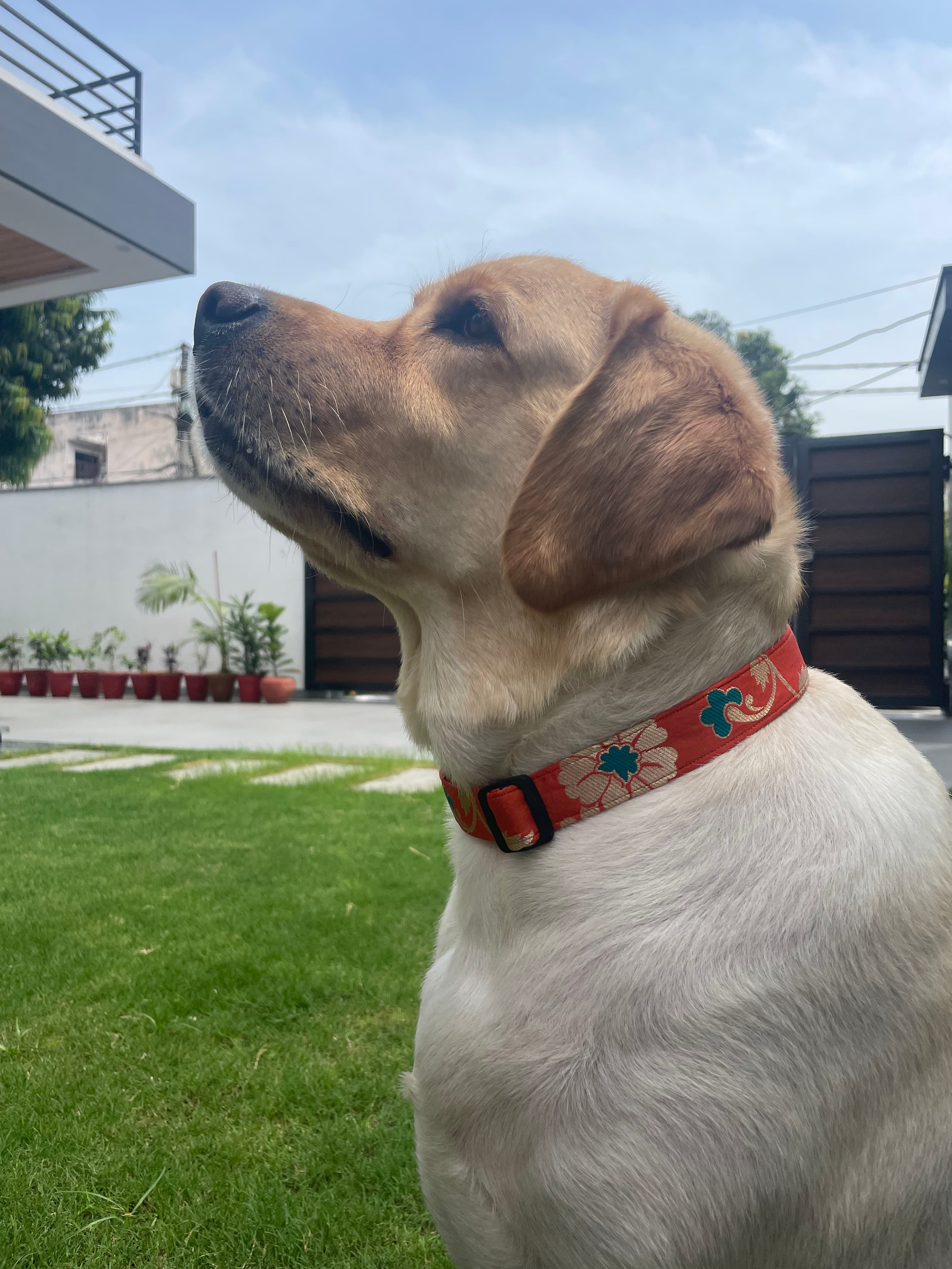 Marigold festive collar 