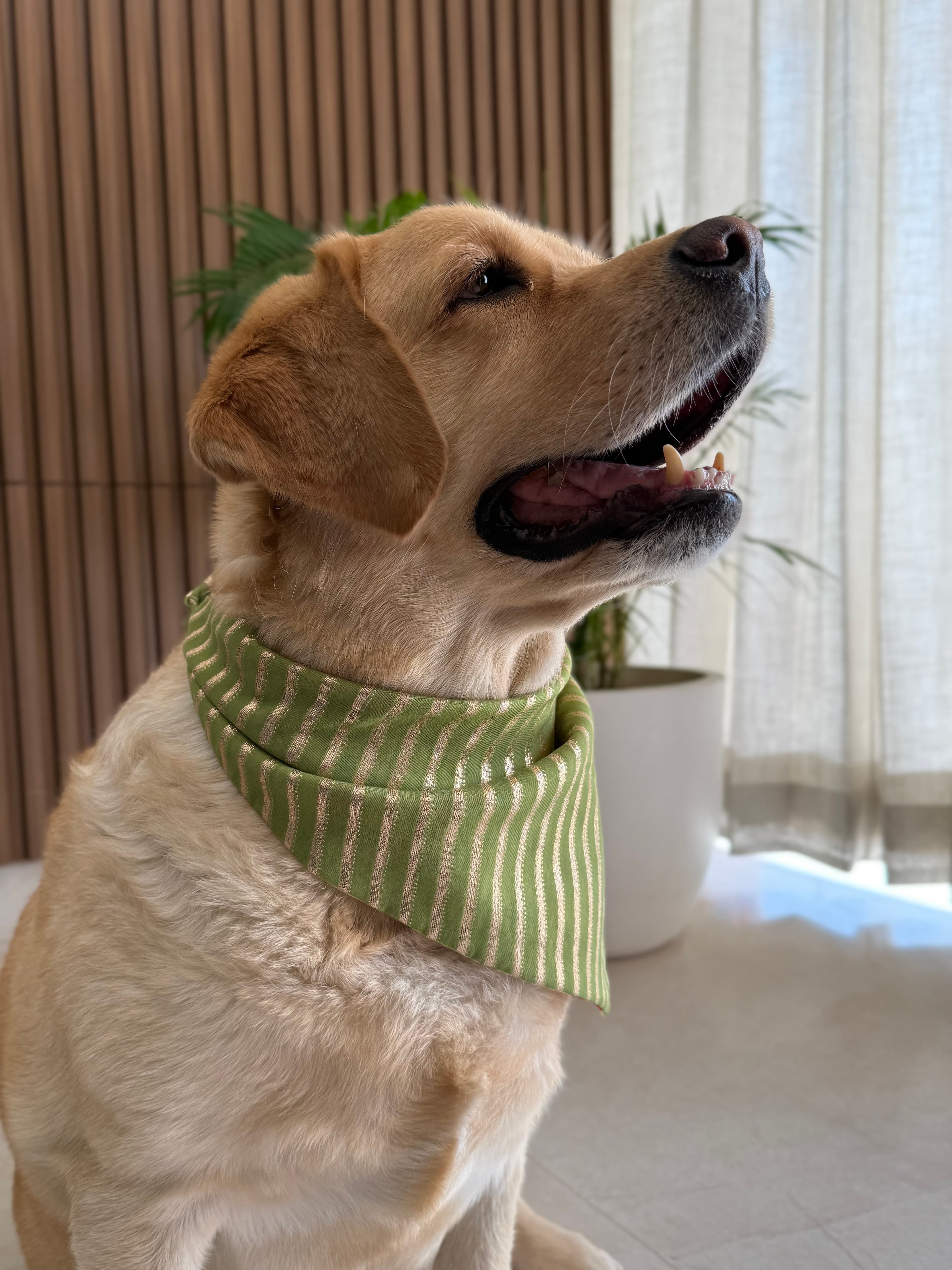 Olive Luxe festive Bandana image 3