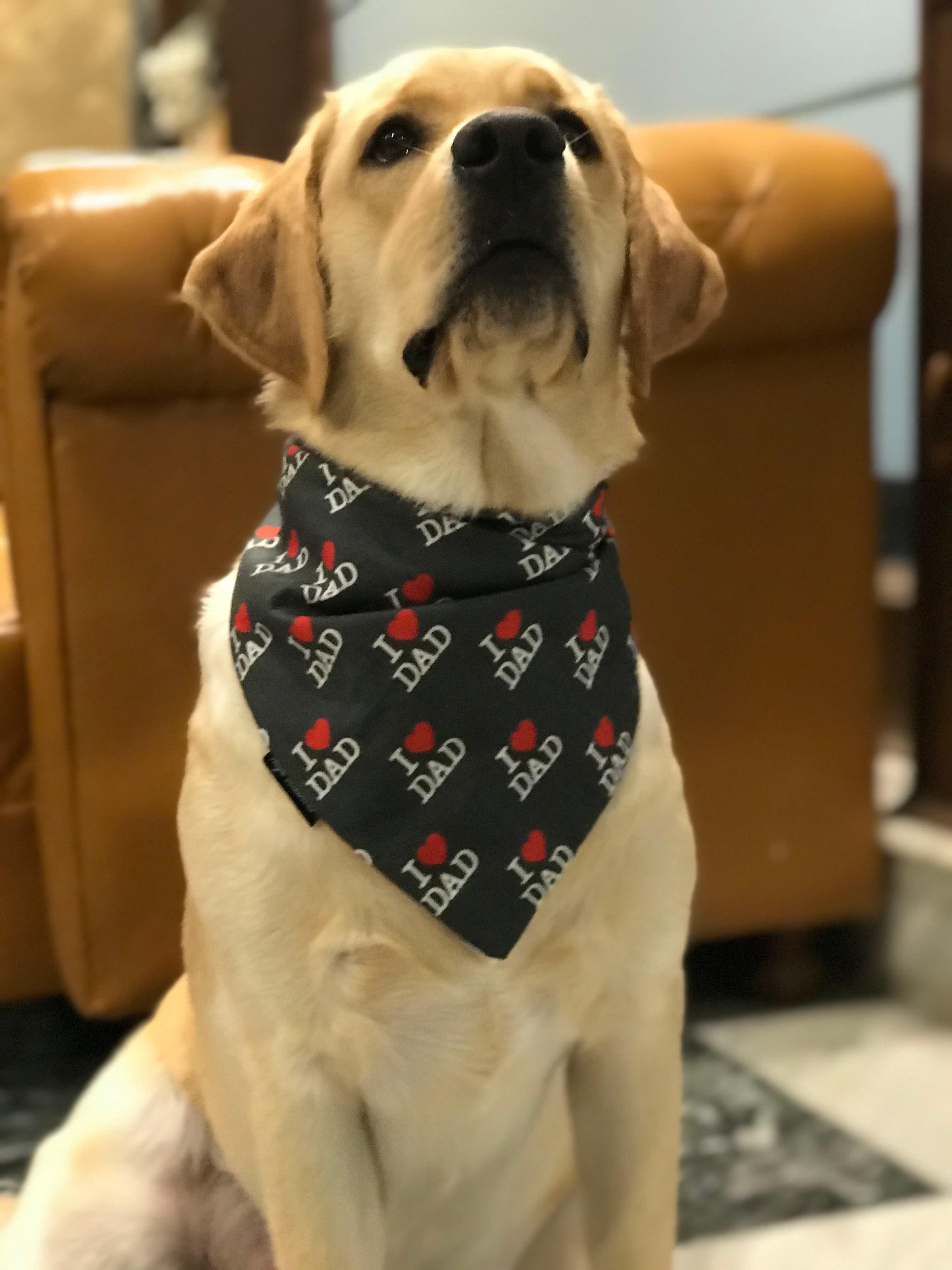 Dad’s Favorite Pup image 2