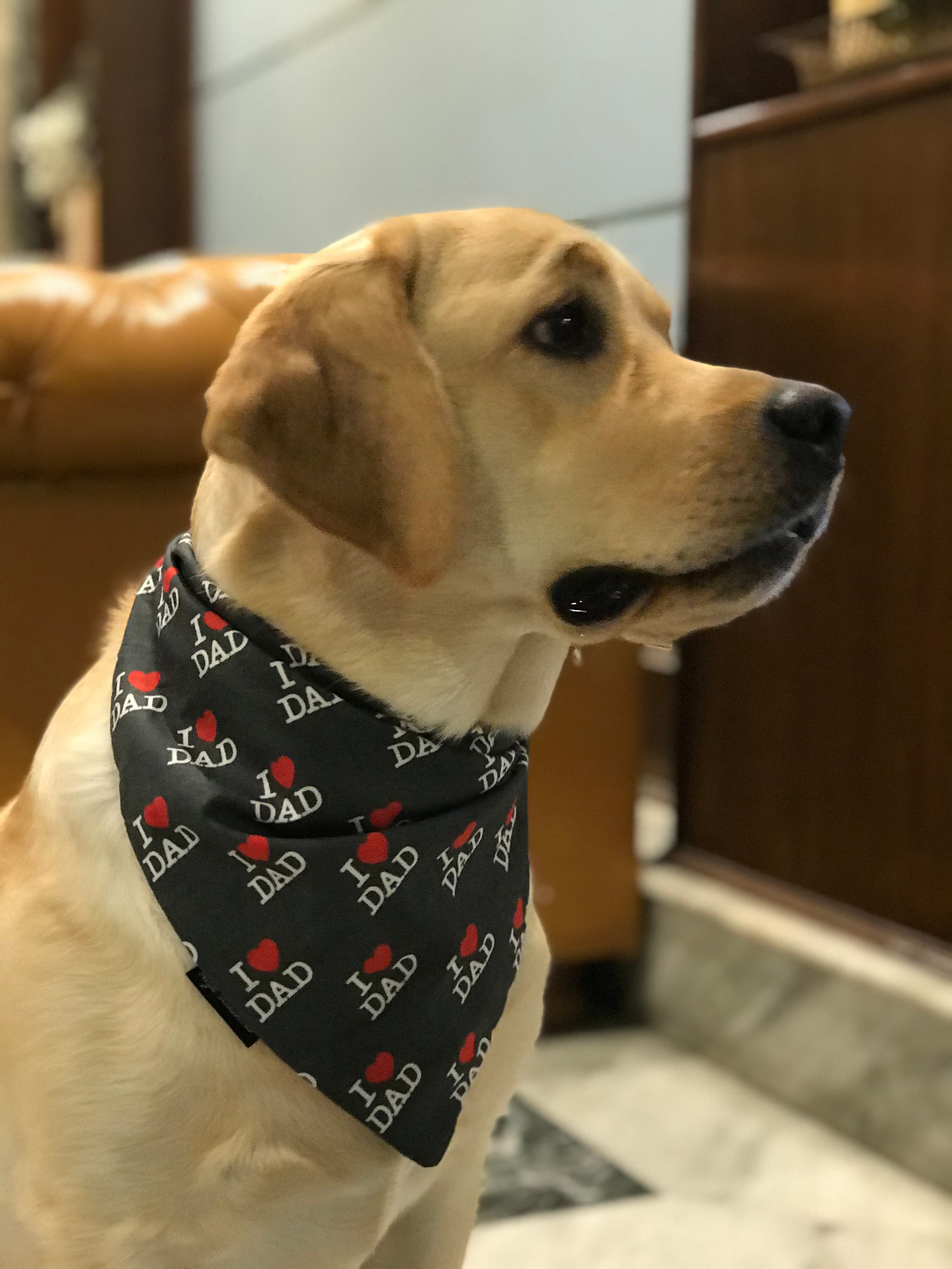 Dad’s Favorite Pup image 3