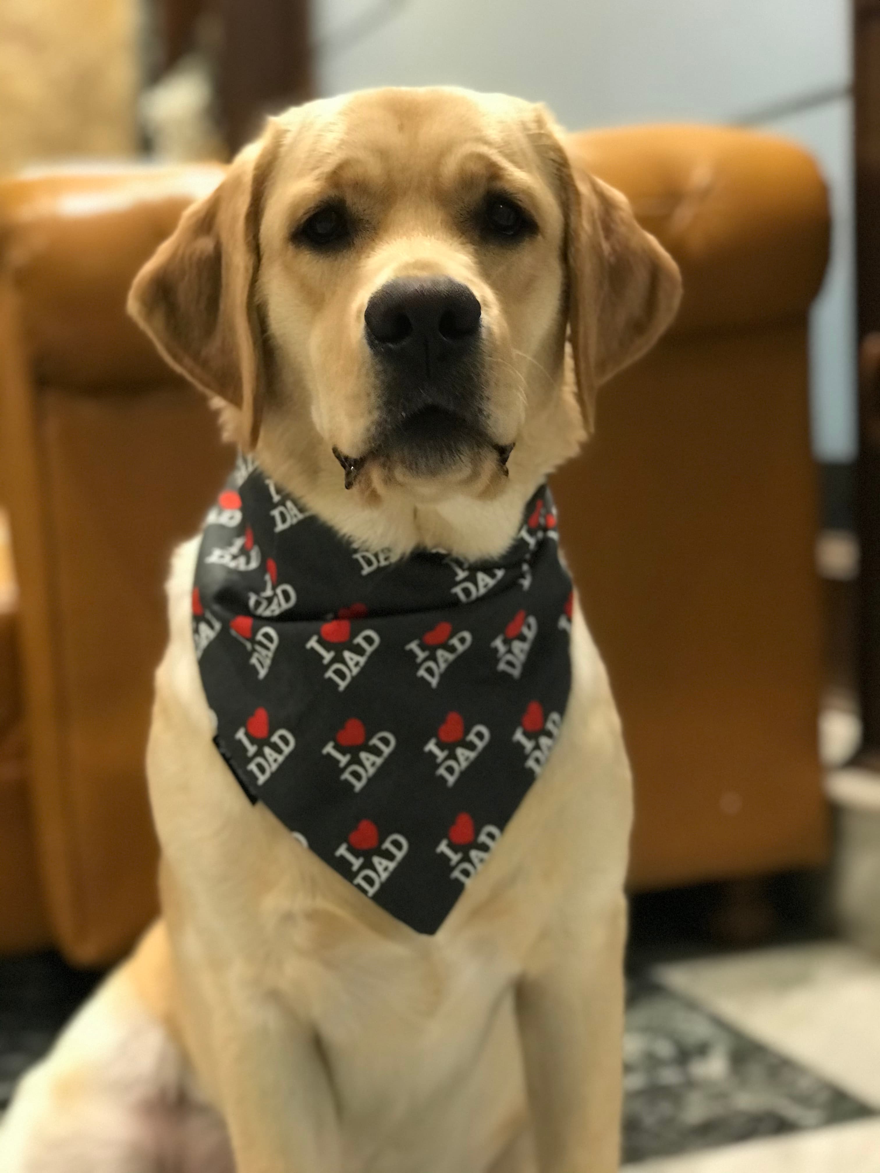 Dad’s Favorite Pup image 4