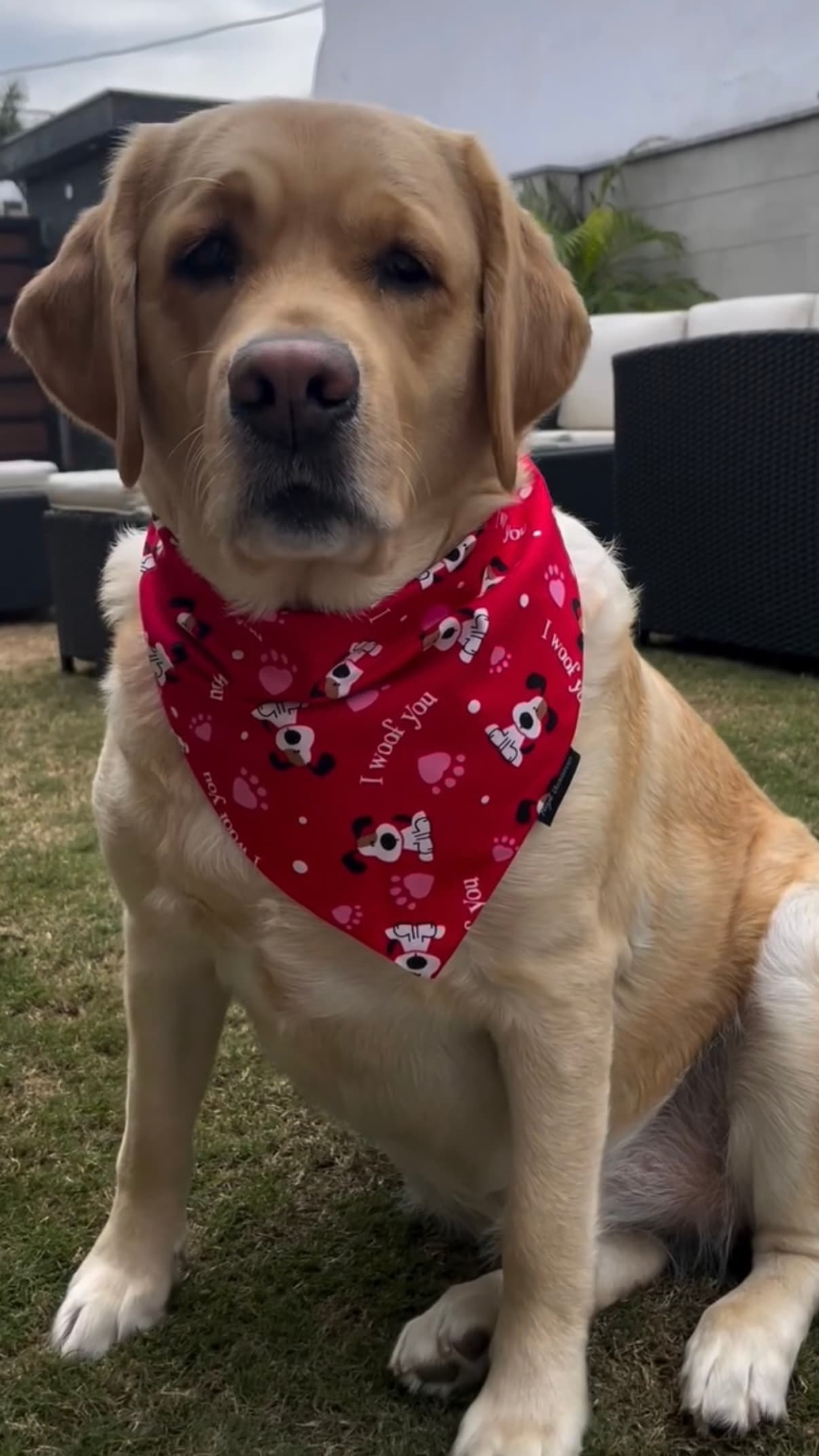 I Woof You Tie-On Bandana 