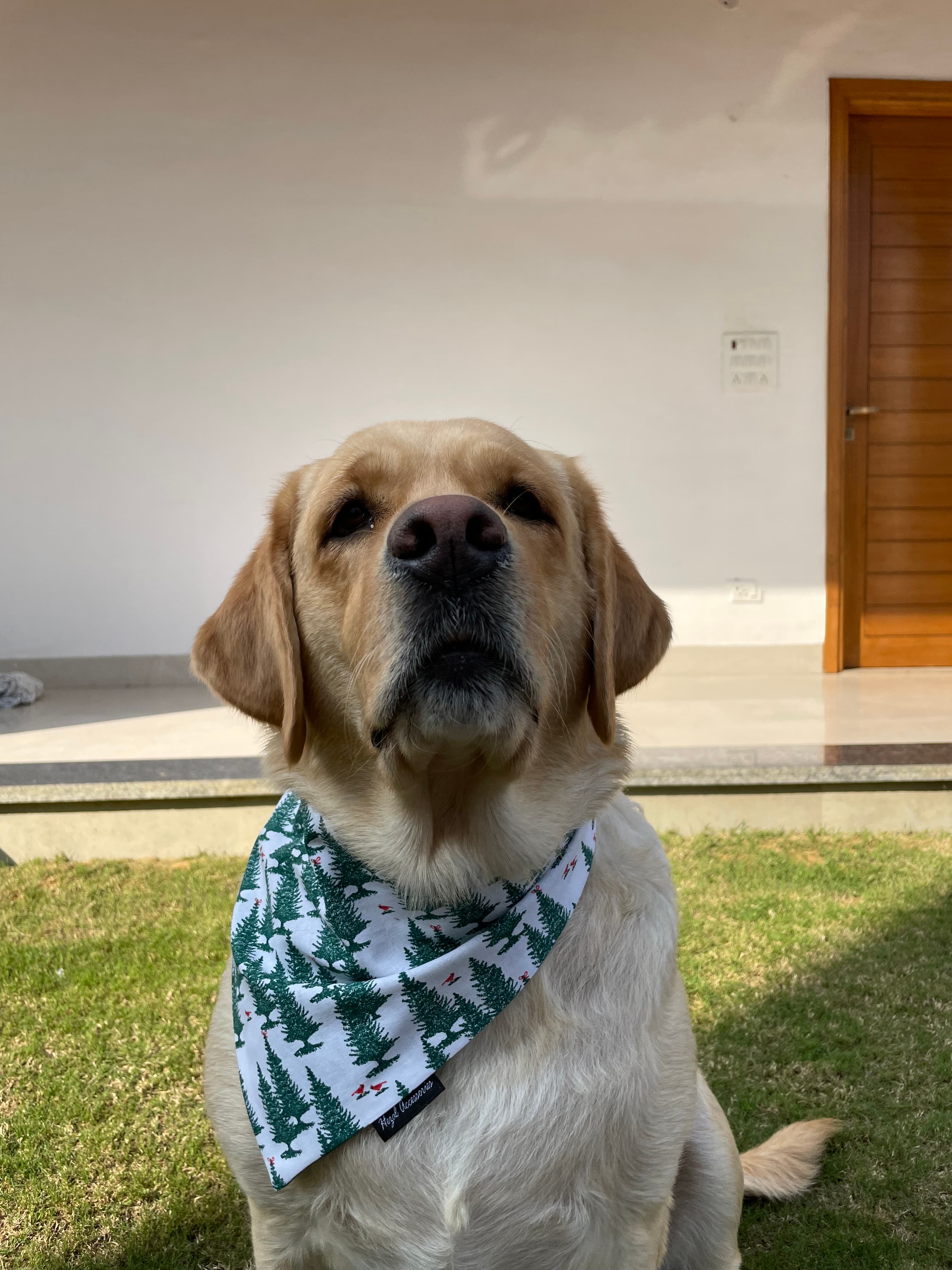 Winter Pines Tie-On Bandana image 4