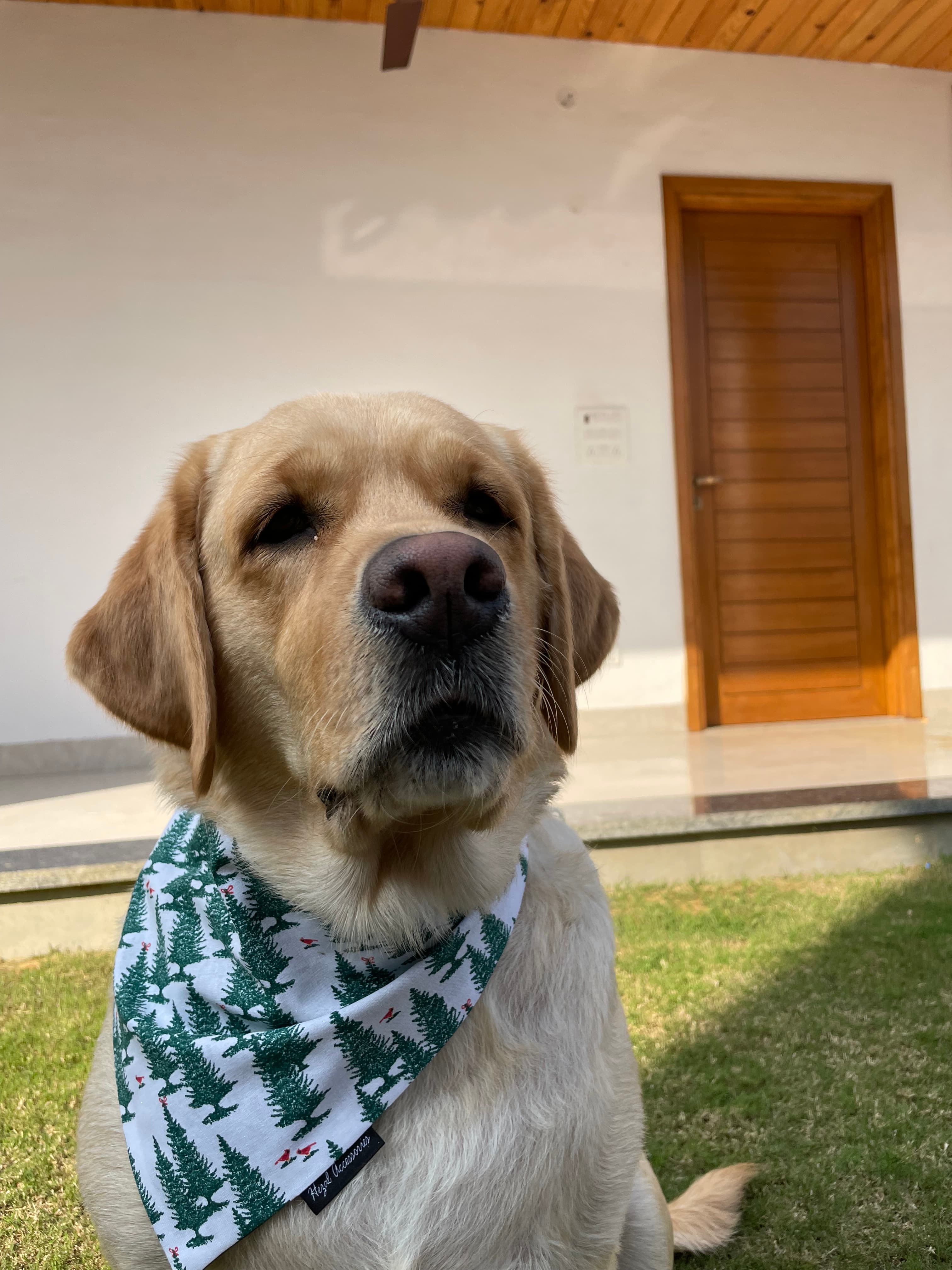 Winter Pines Tie-On Bandana image 2