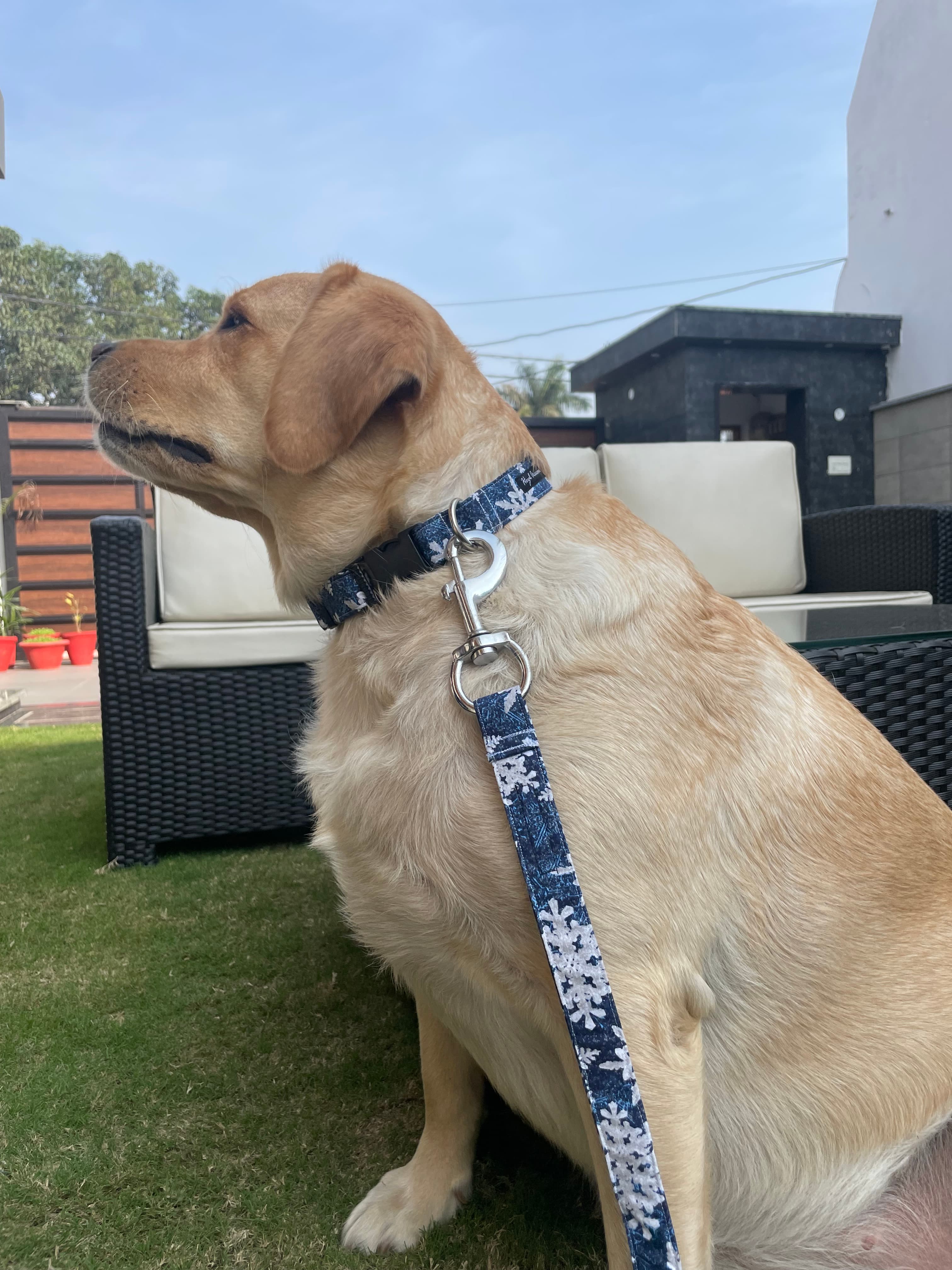 Christmas snowing collar n leash set  image 5