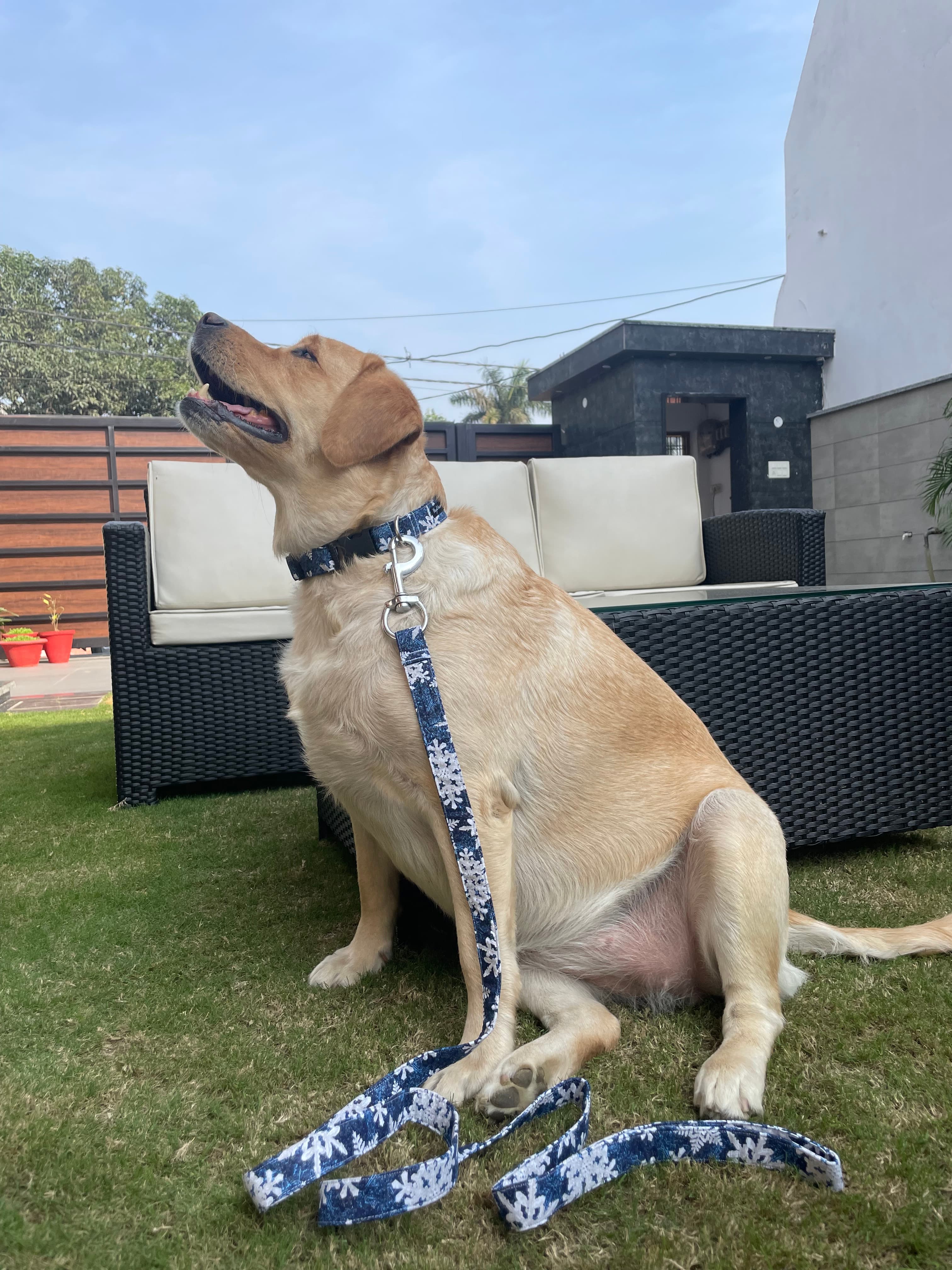 Christmas snowing collar n leash set  image 4