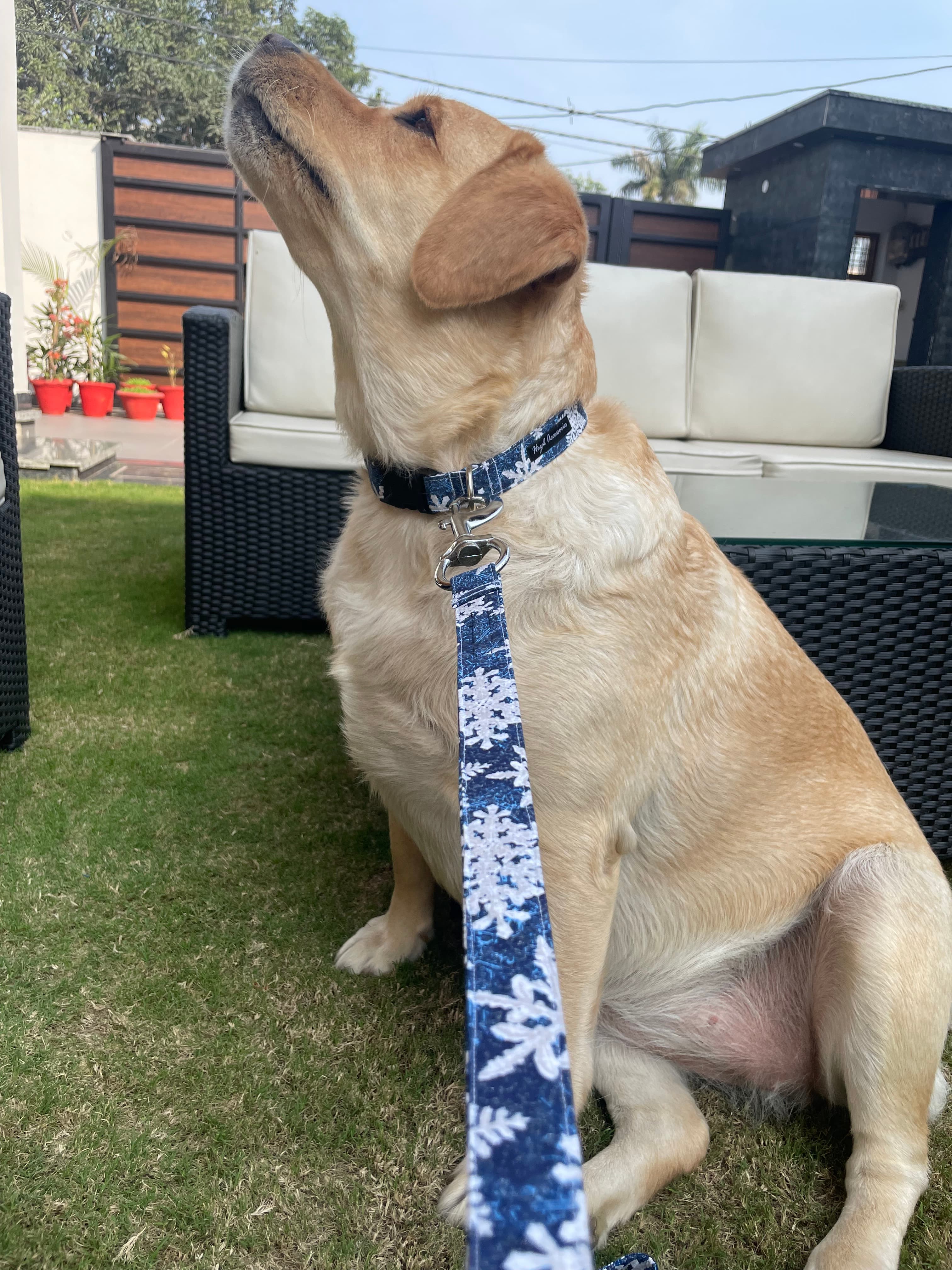 Christmas snowing collar n leash set  image 3