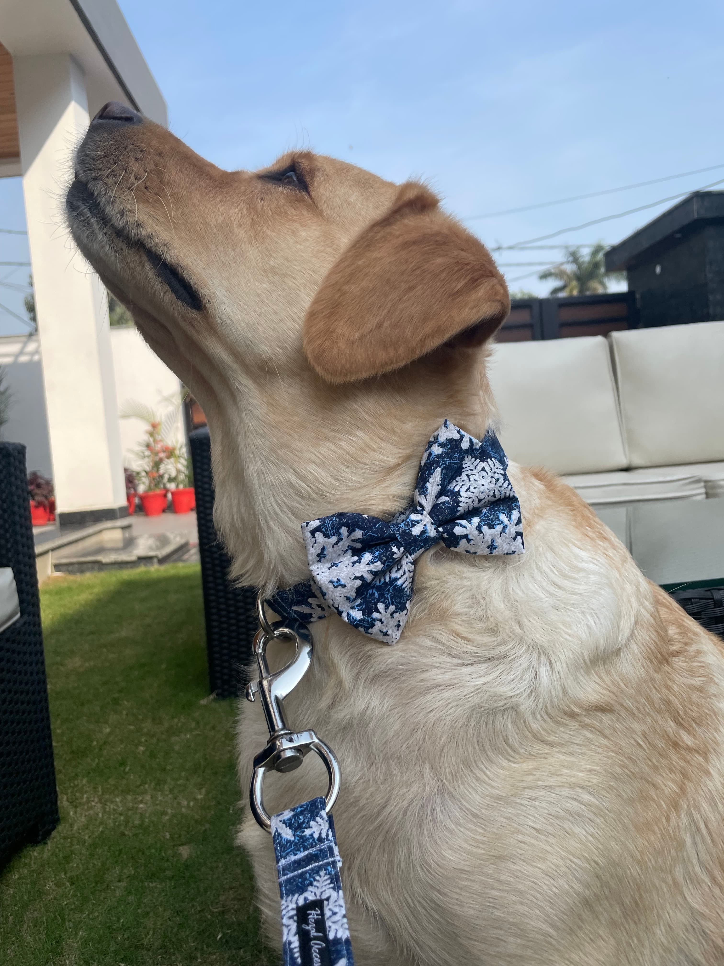 Christmas snowing collar n leash set  image 2