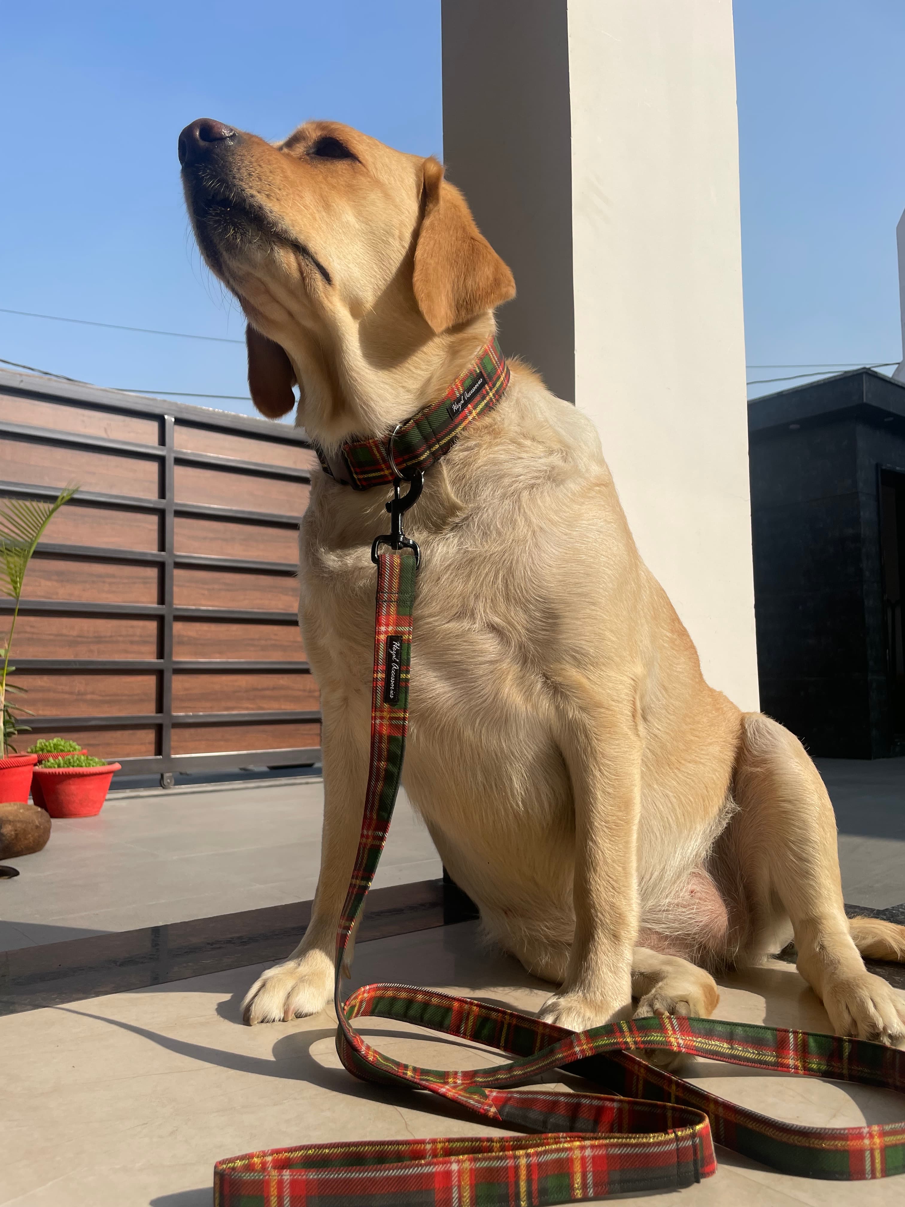 Holiday Tartan Charm” Christmas Collar & Leash Set image 5