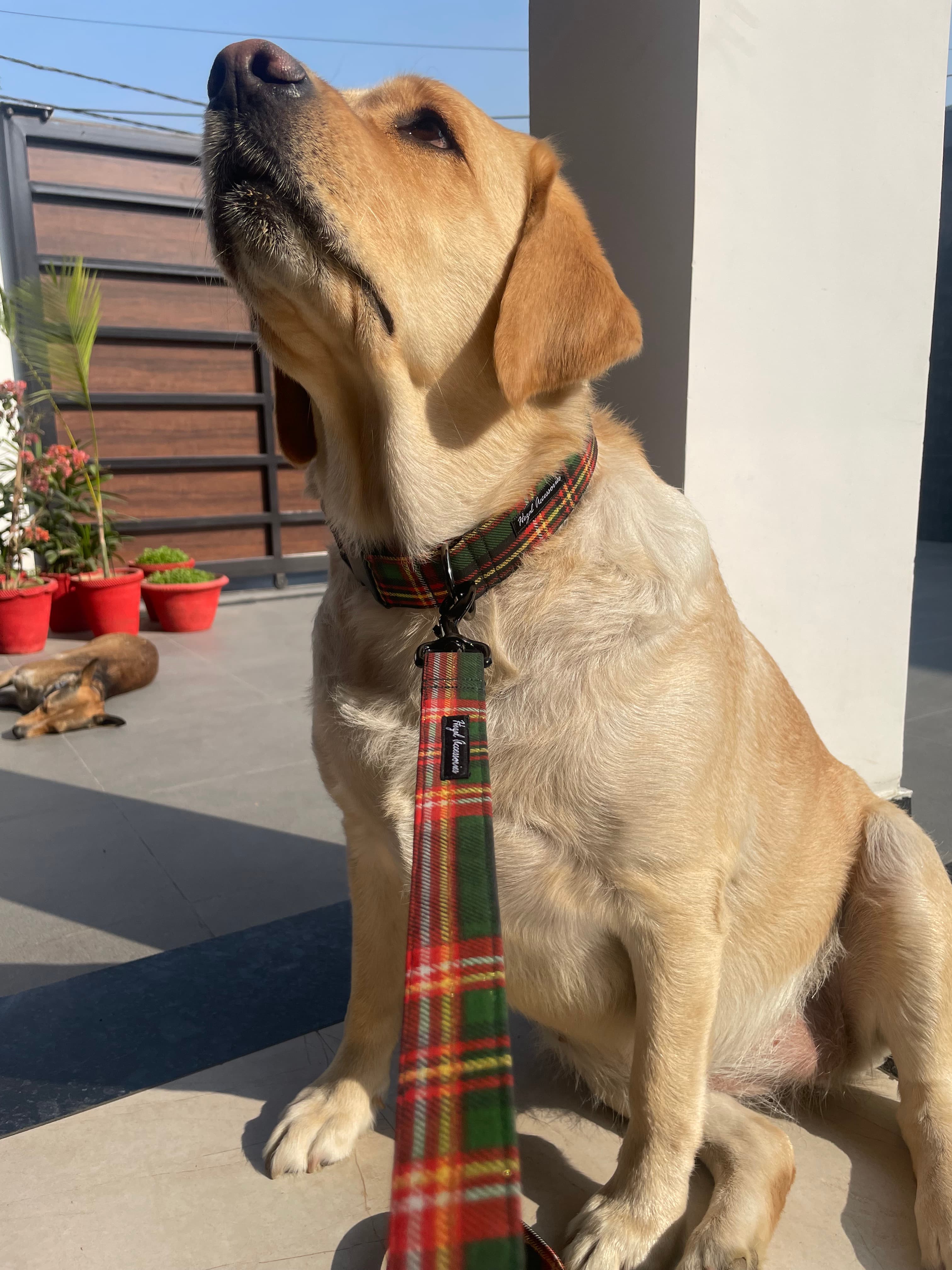 Holiday Tartan Charm” Christmas Collar & Leash Set image 3