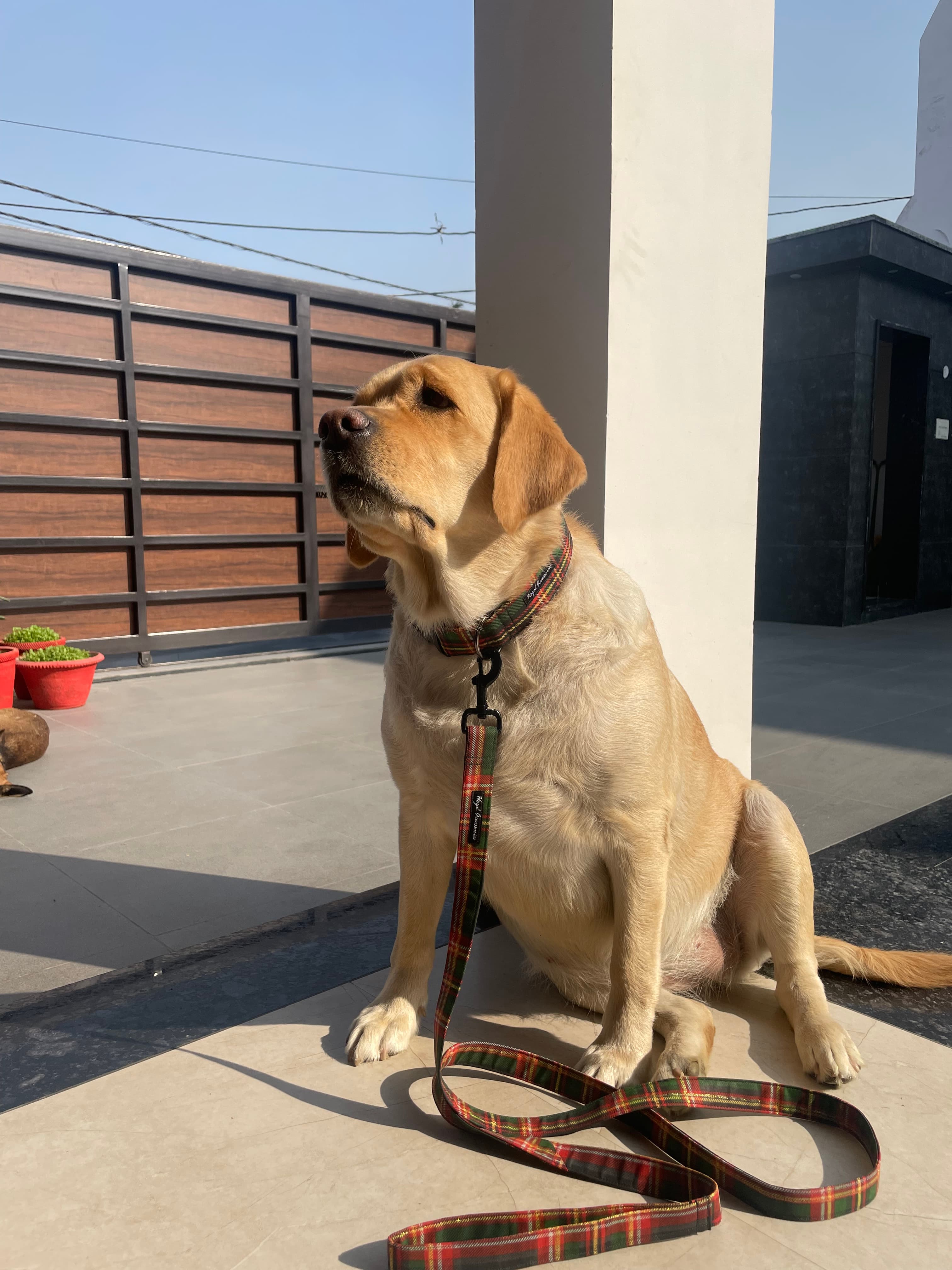 Holiday Tartan Charm” Christmas Collar & Leash Set image 4
