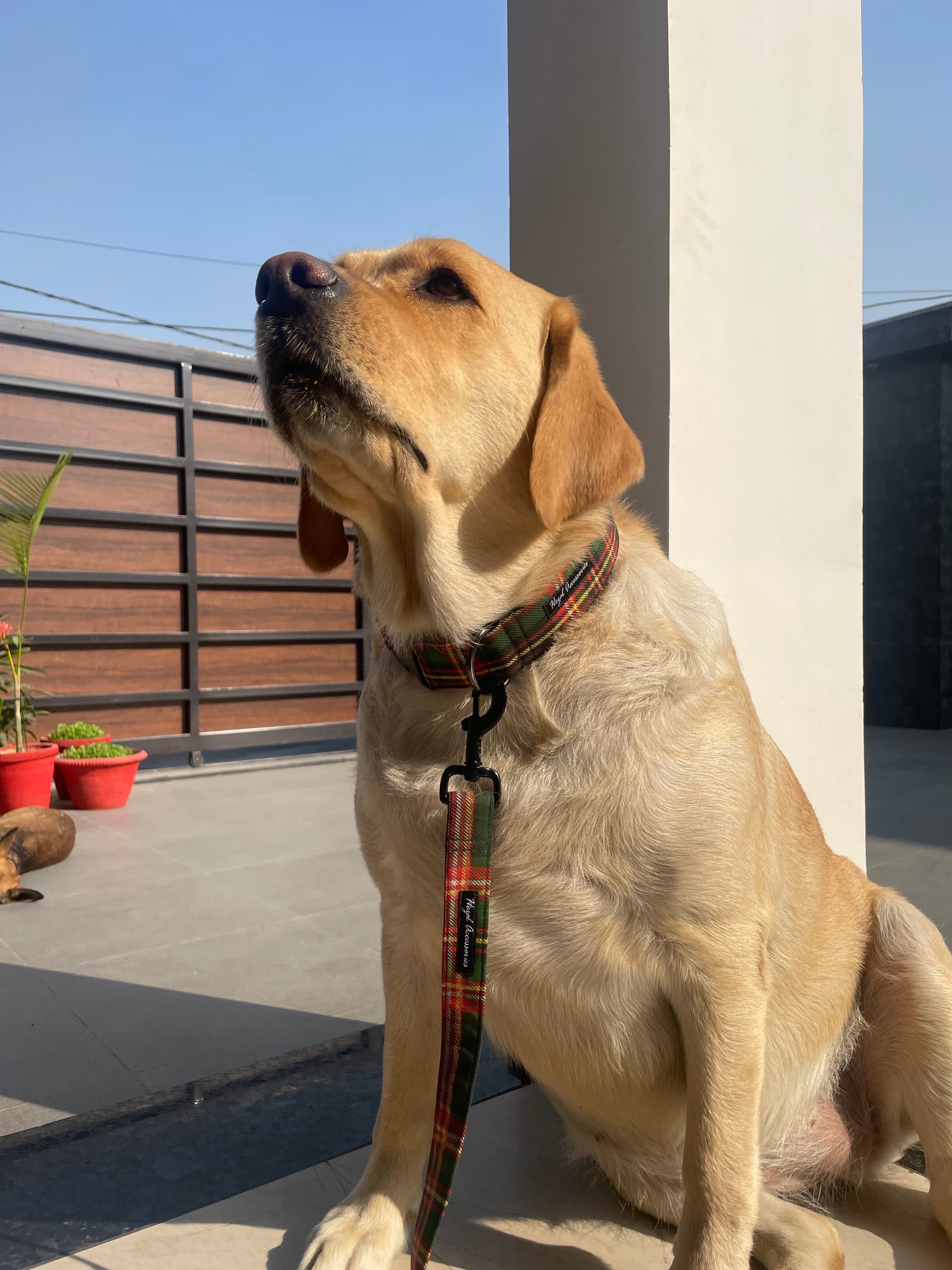 Holiday Tartan Charm” Christmas Collar & Leash Set