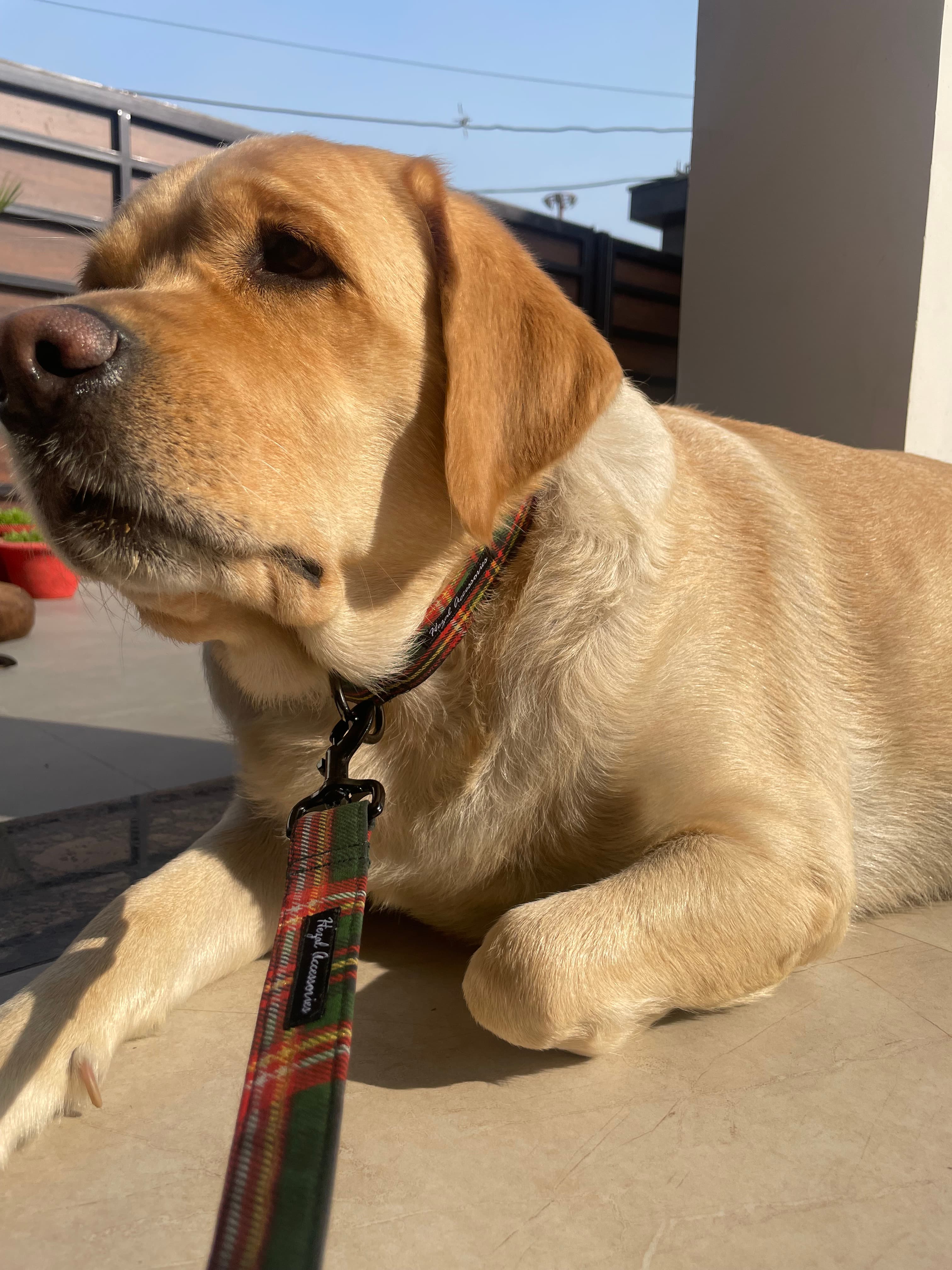 Holiday Tartan Charm” Christmas Collar & Leash Set image 2