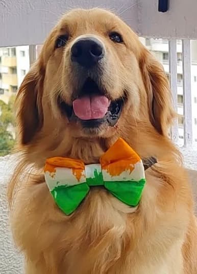 Tricolour bow tie  image 3