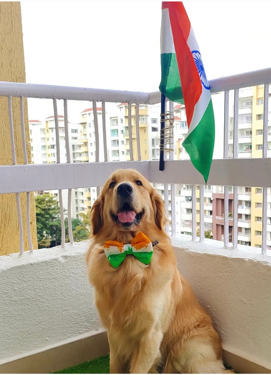 Tricolour bow tie  image 2
