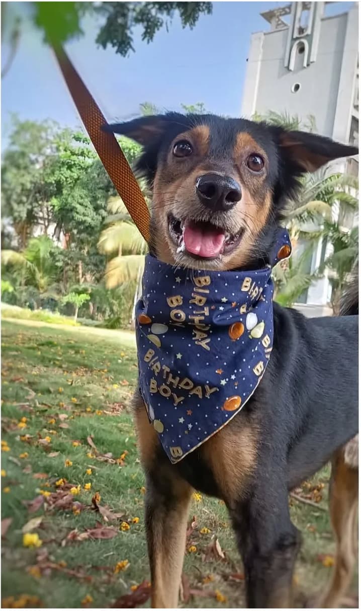 Birthday boy tie on bandana 
