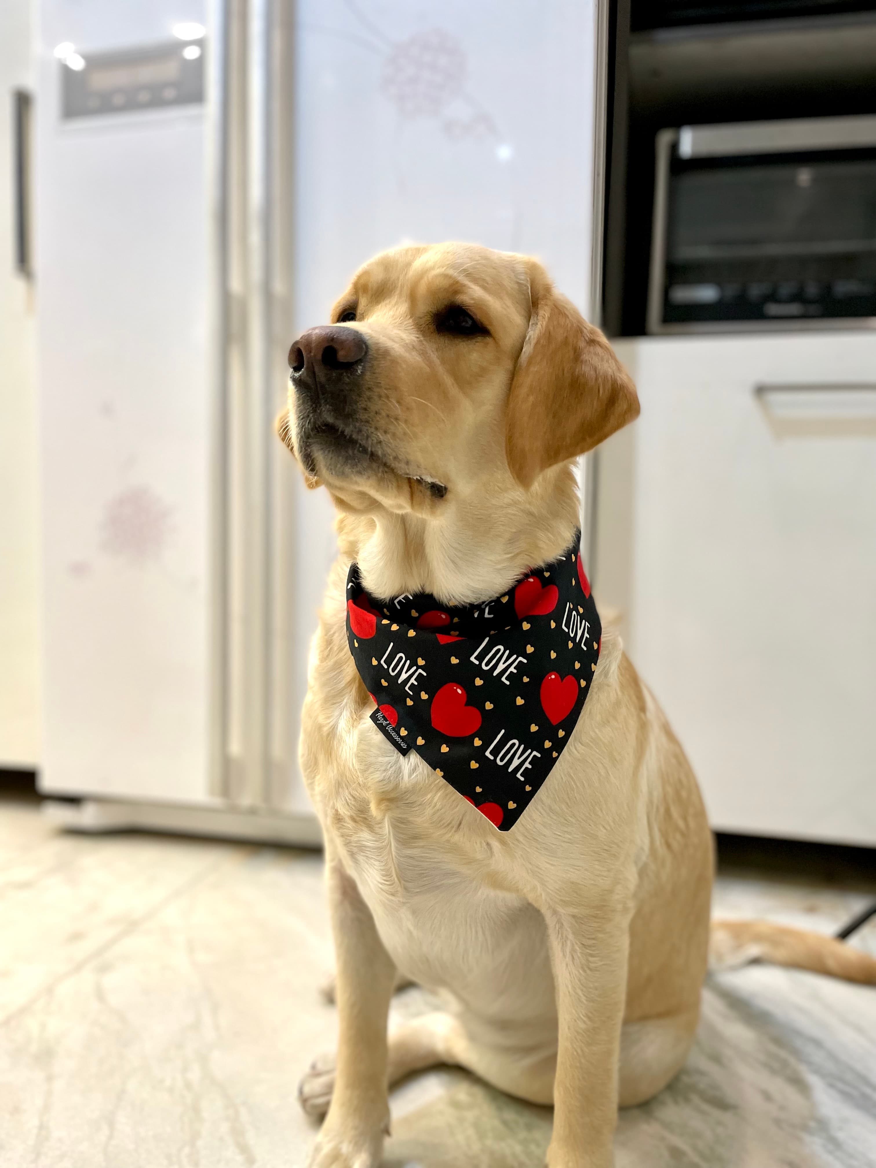 Fur-Ever Love tie on Bandana
