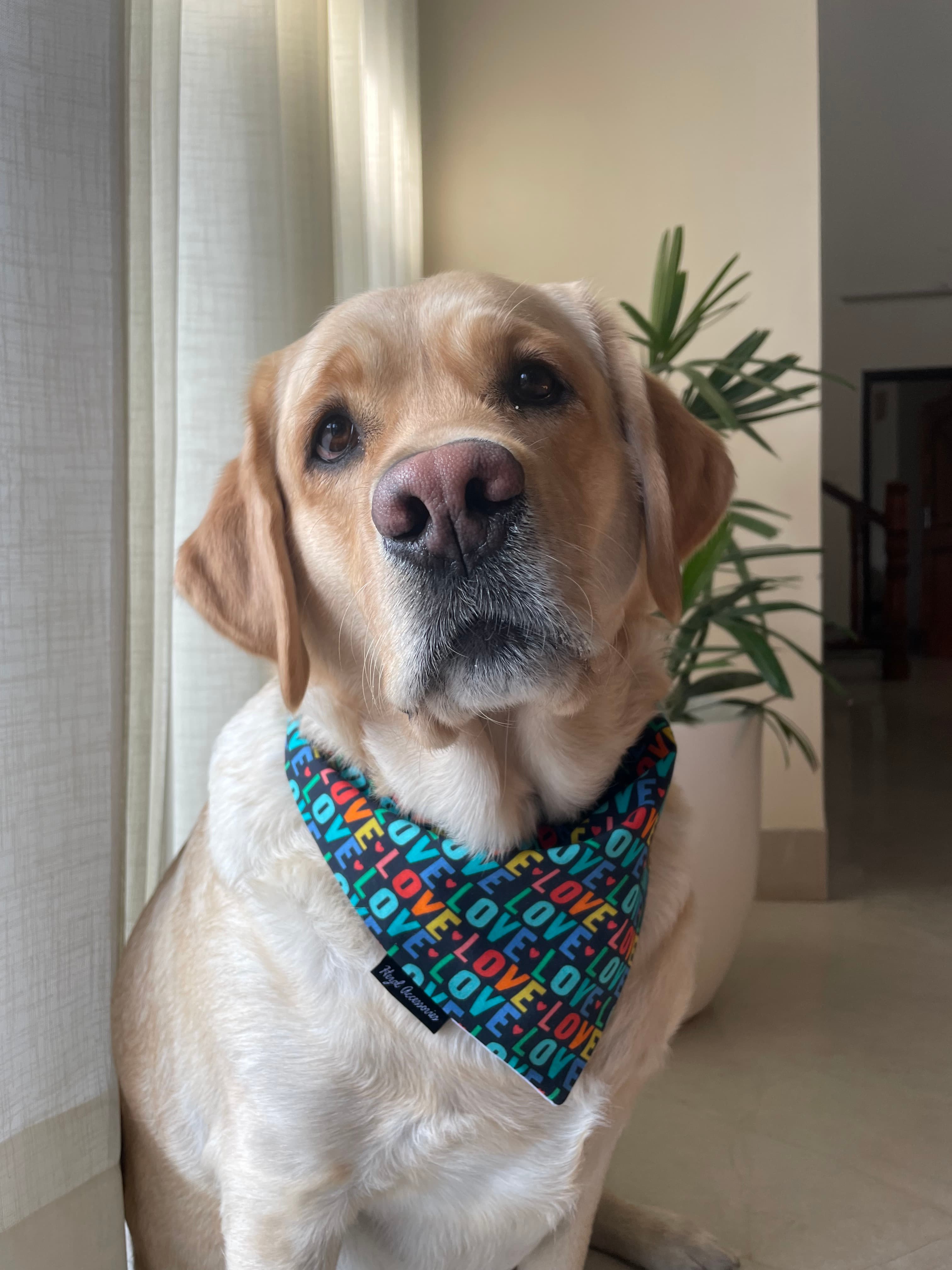 Love Loop Valentine tie on Bandana