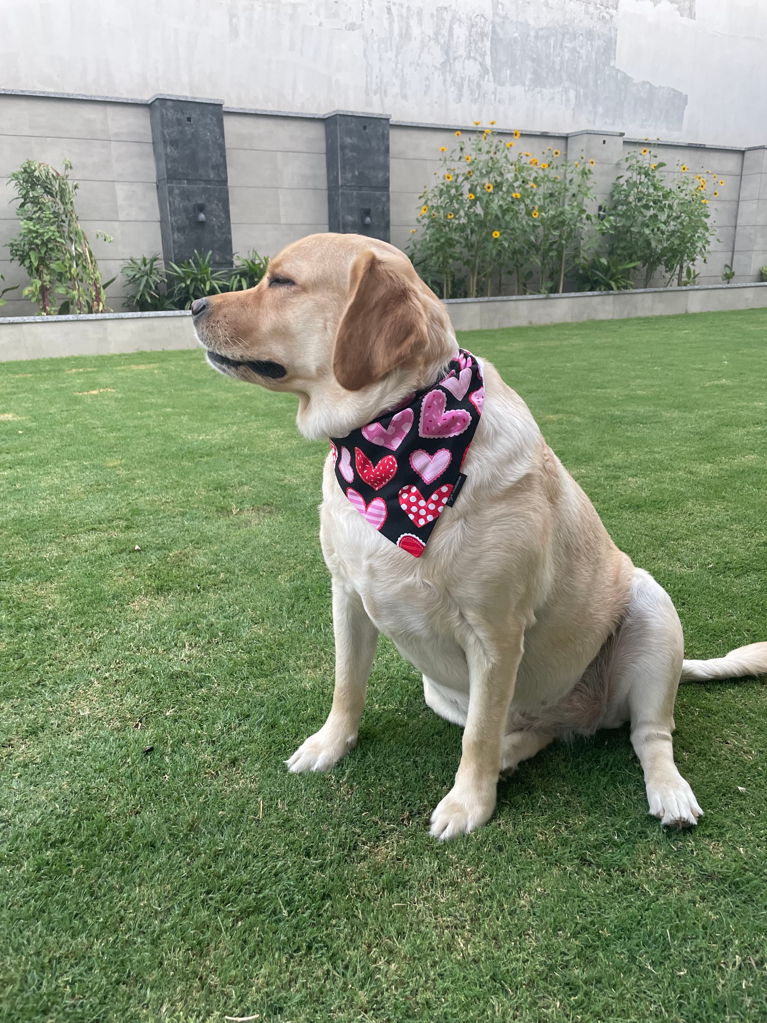 Midnight Hearts tie on Bandana image 3