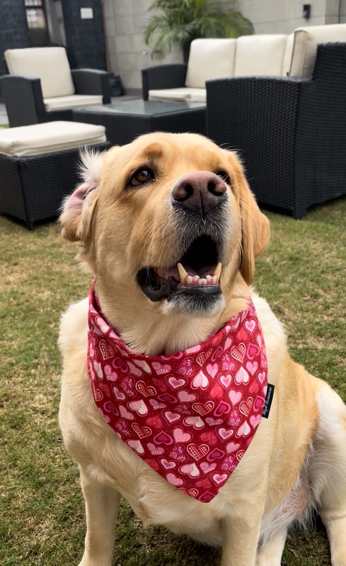 Crimson Cuddles Bandana image 2