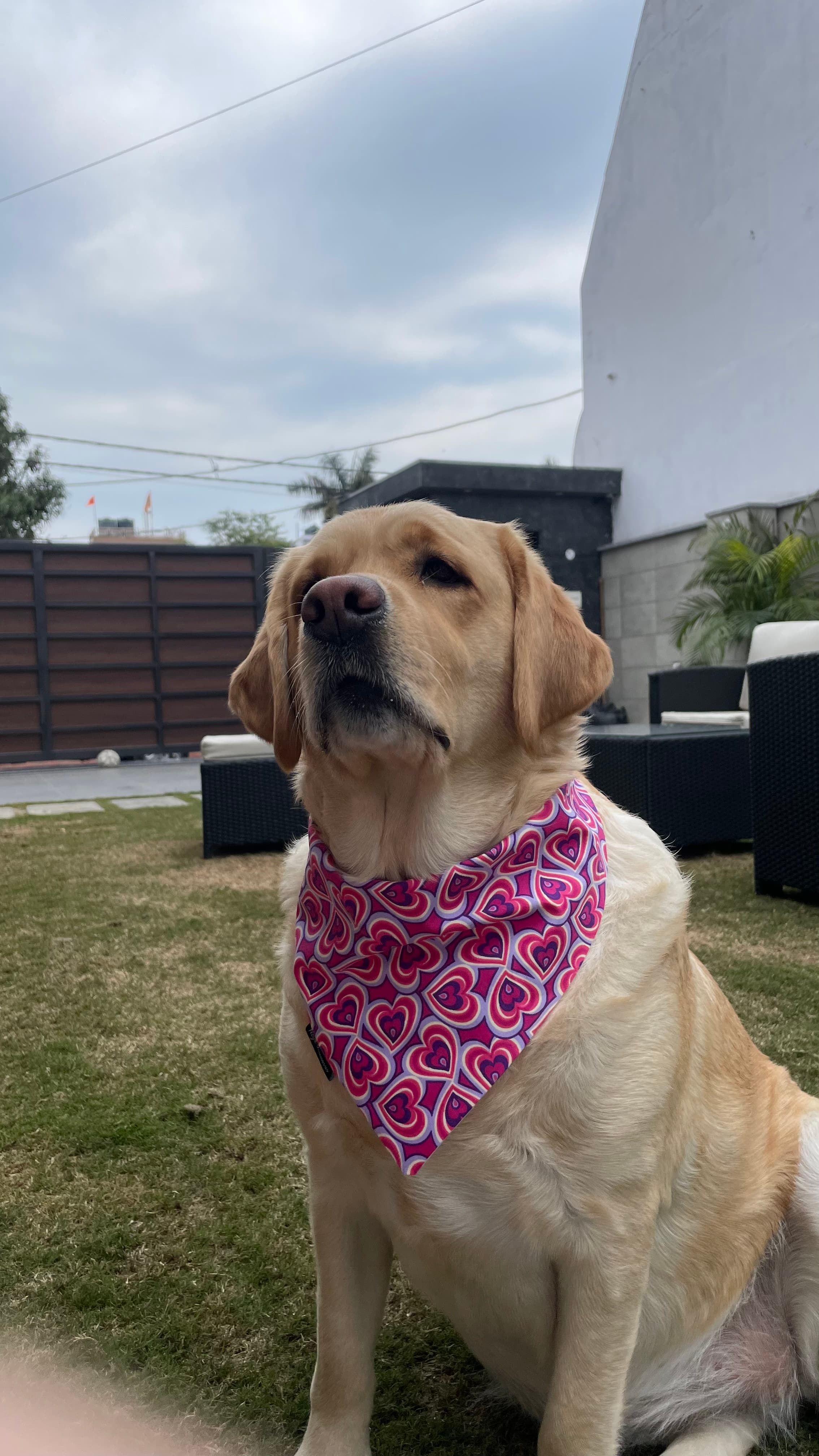Heart Pop Valentine Bandana