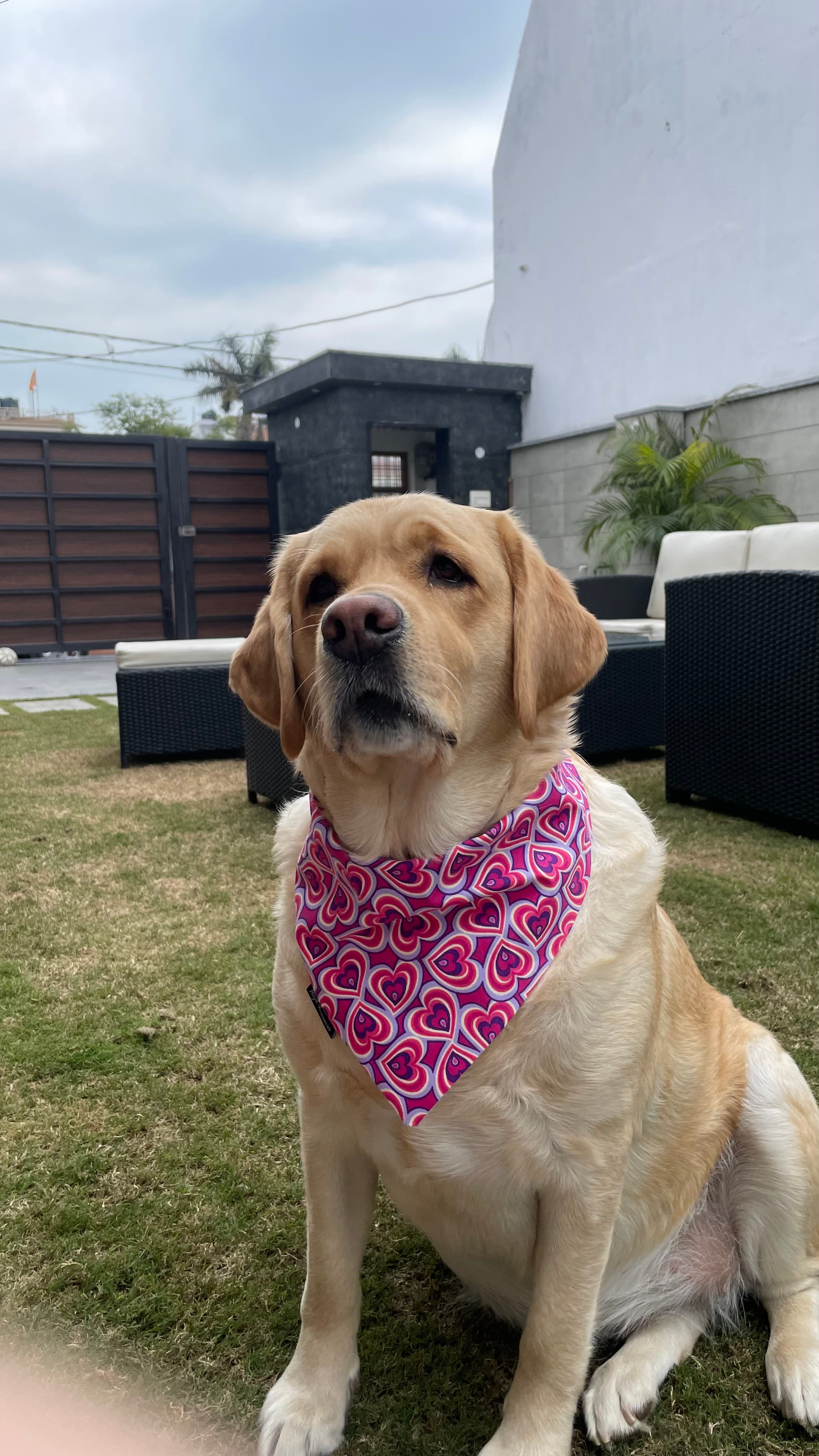 Heart Pop Valentine Bandana image 3