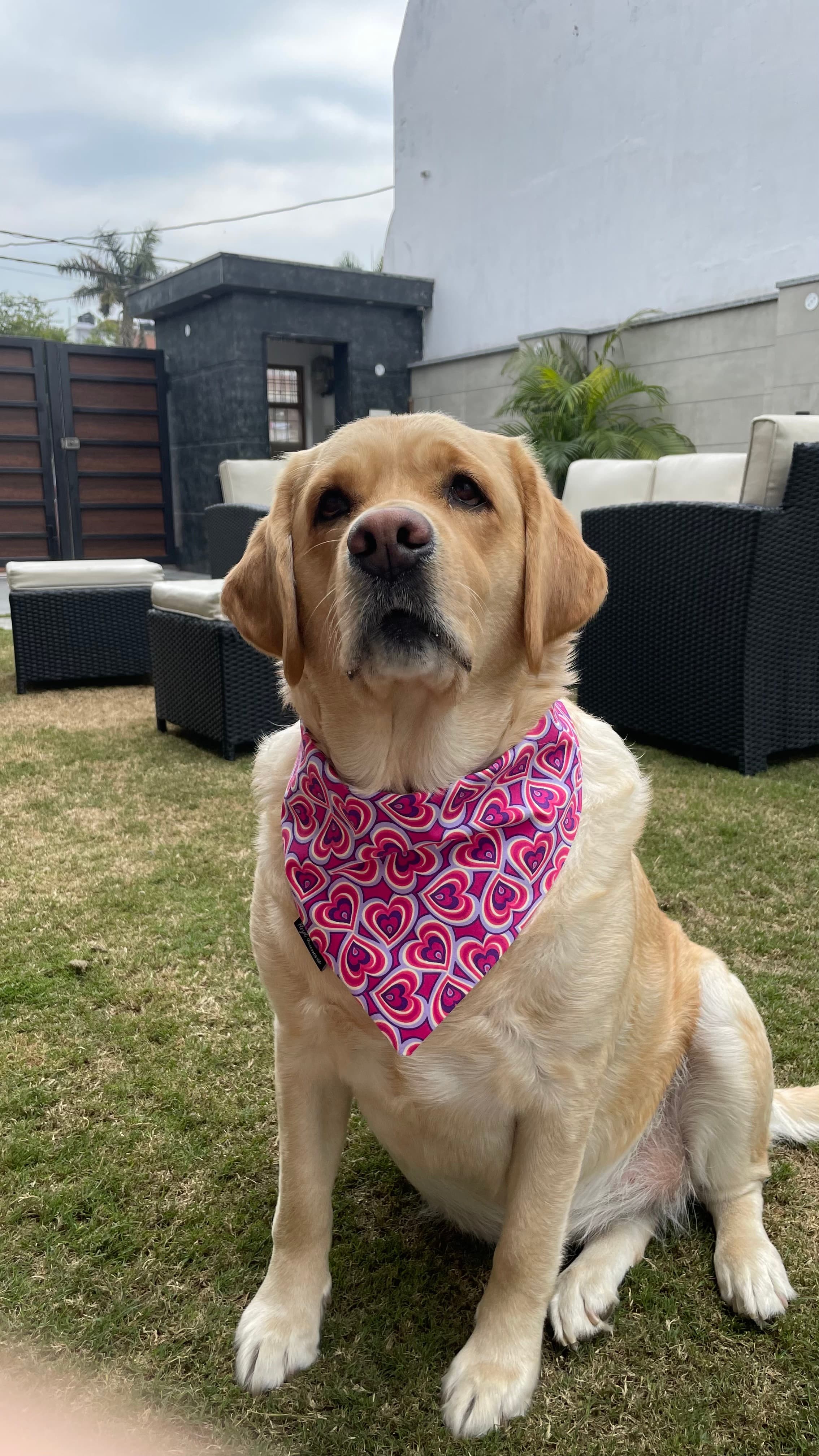 Heart Pop Valentine Bandana image 4