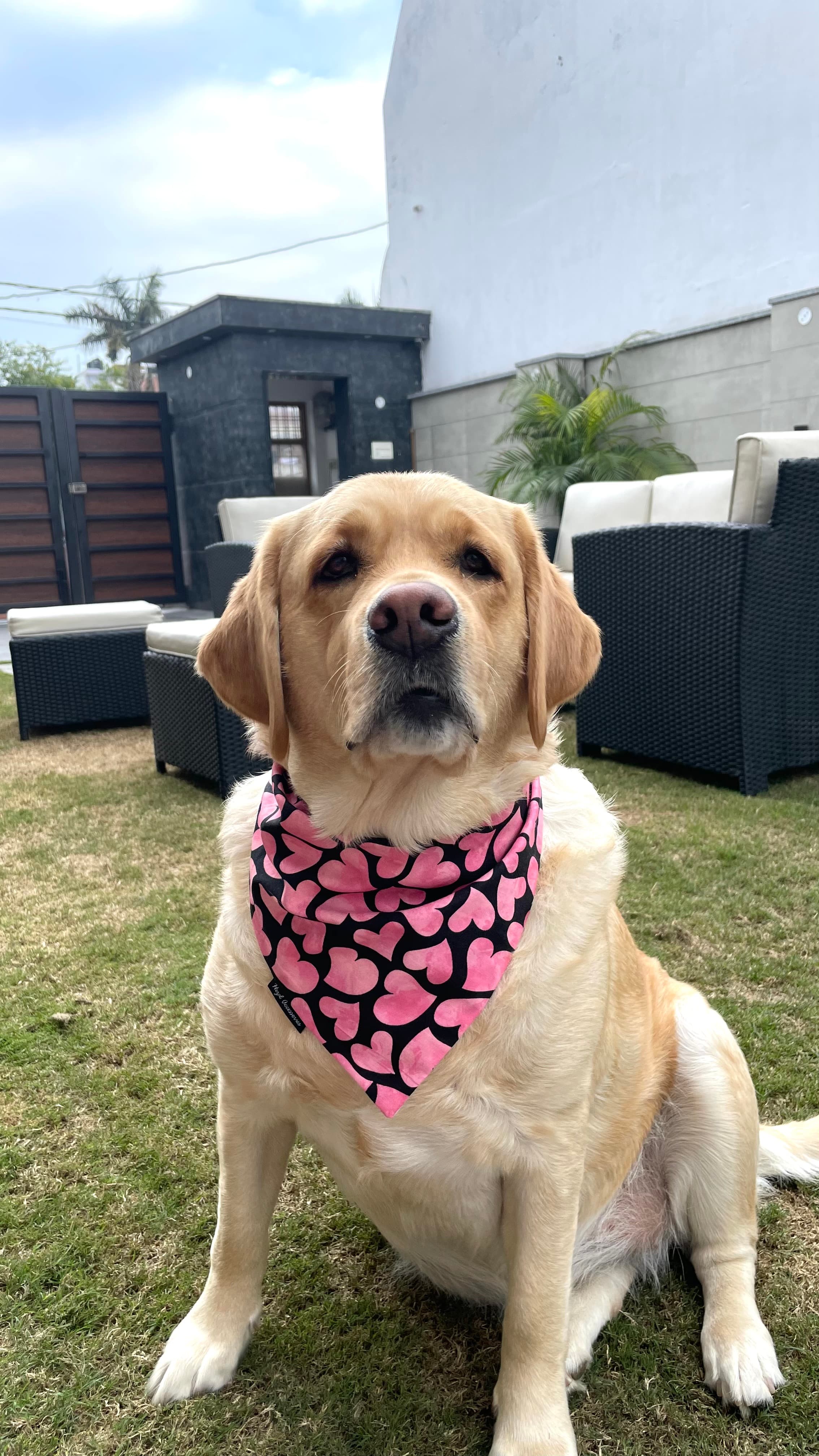 Pink Crush Hearts tie on Bandana image 2