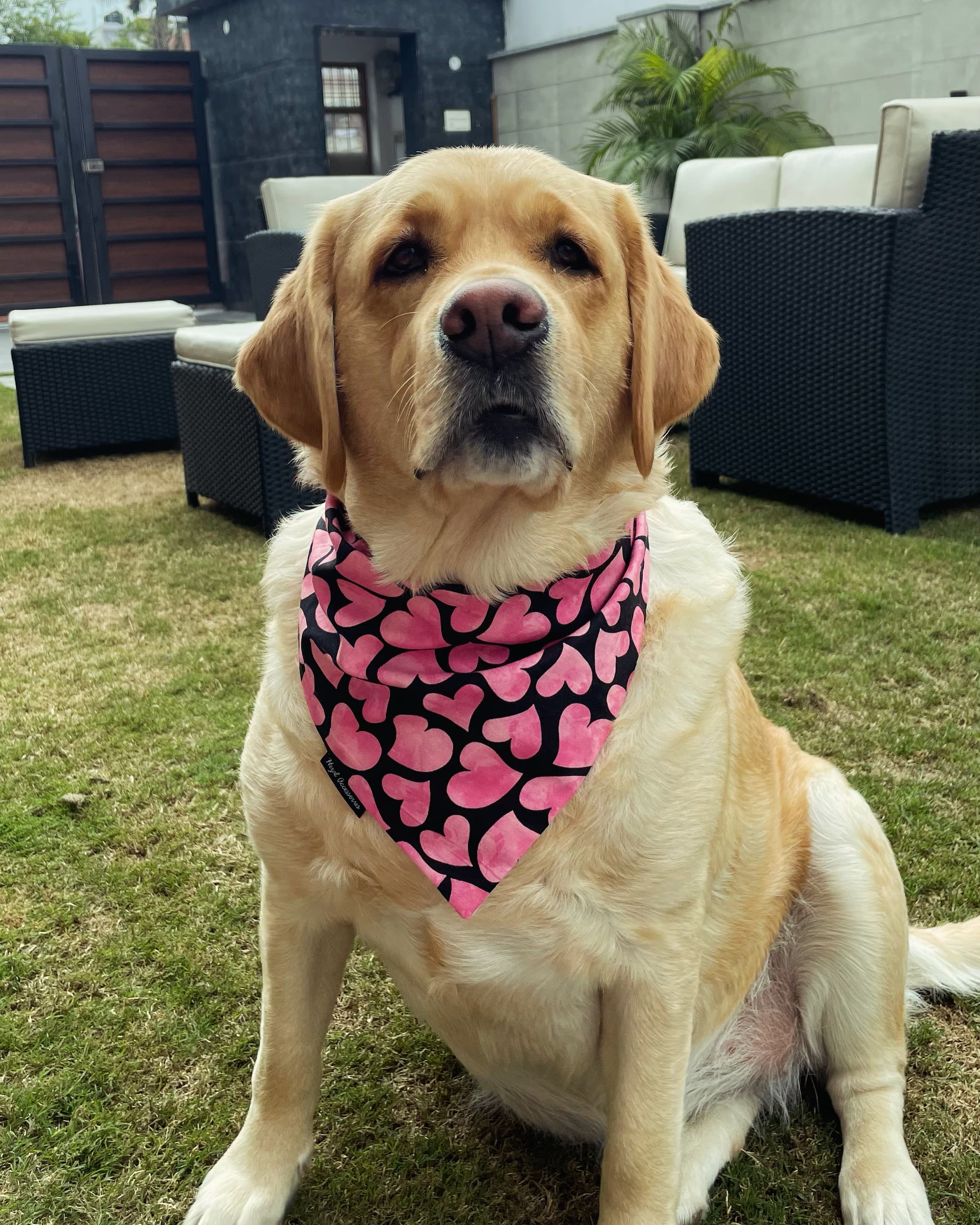 Pink Crush Hearts tie on Bandana image 3