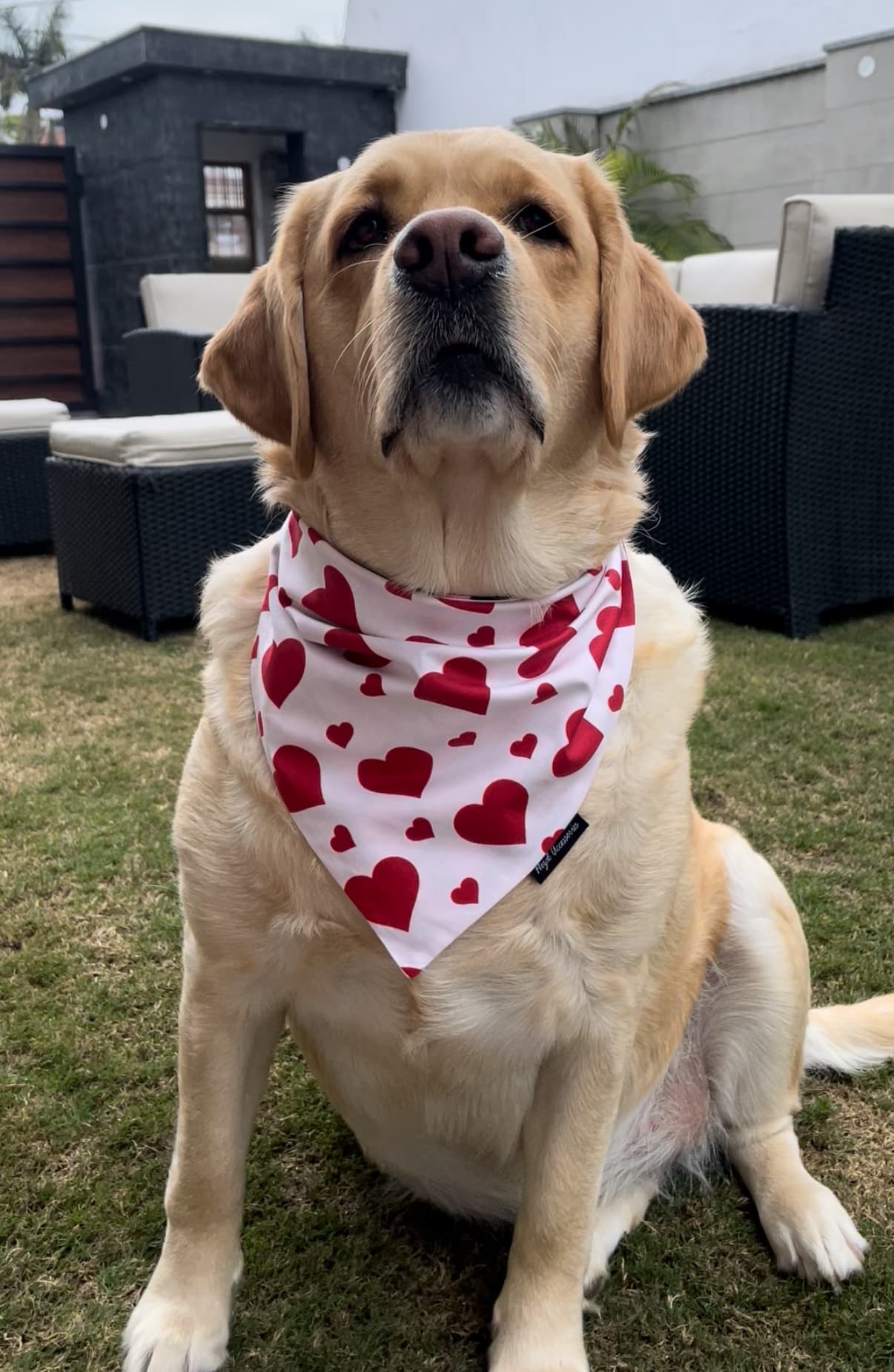 Sweetheart Snow tie on Bandana image 2