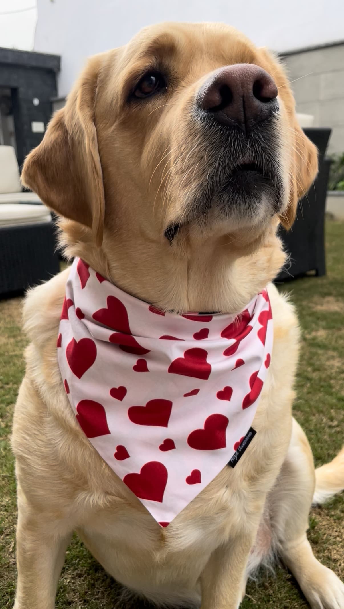 Sweetheart Snow tie on Bandana image 3