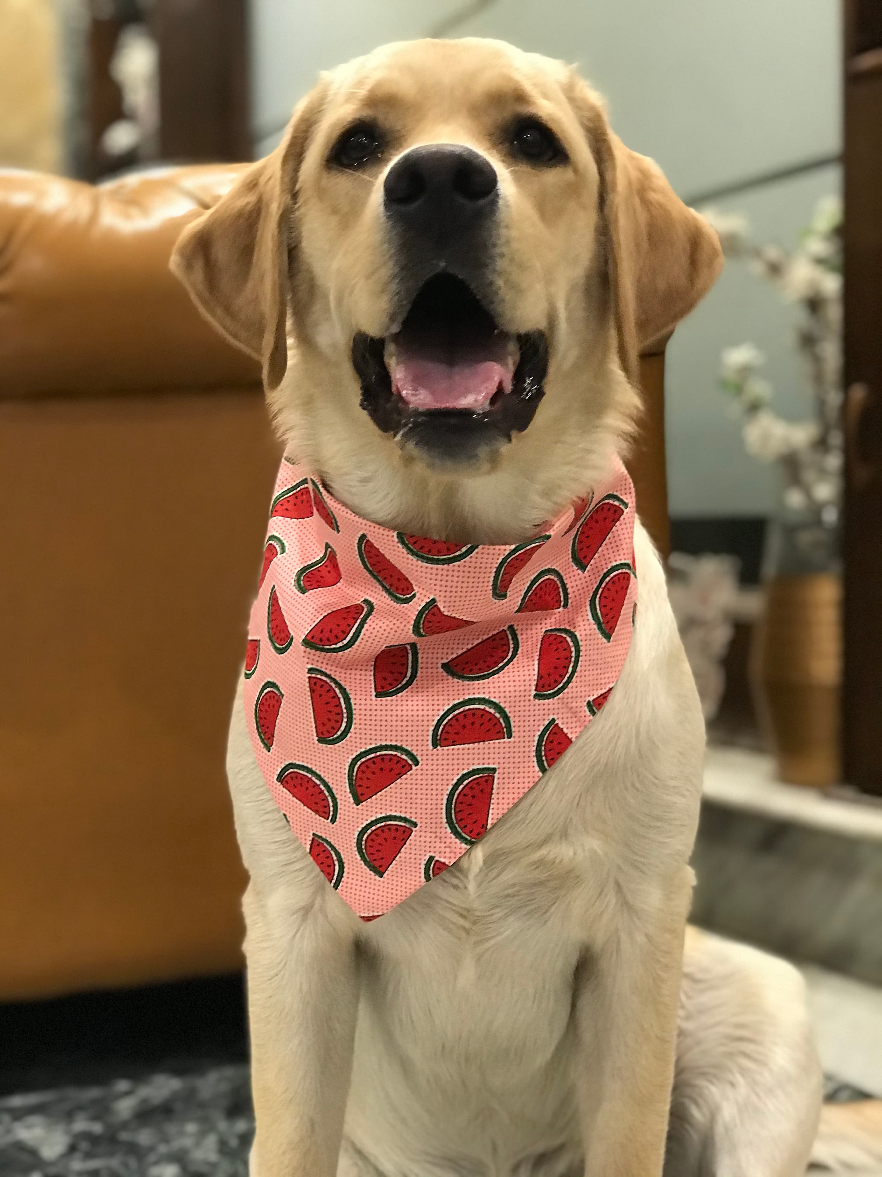 Melon Madness Tie on bandana