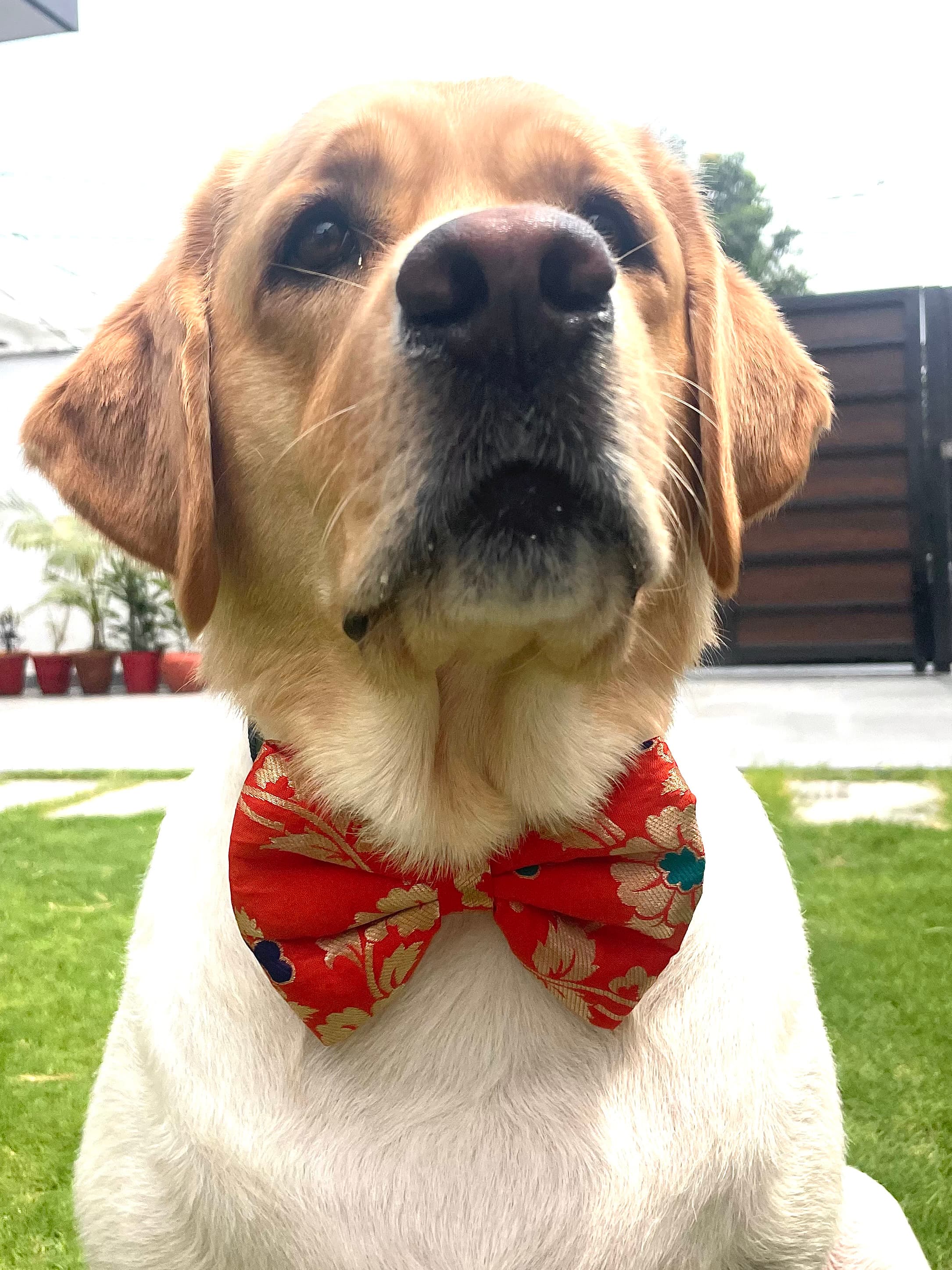 Marigold bloom bow tie