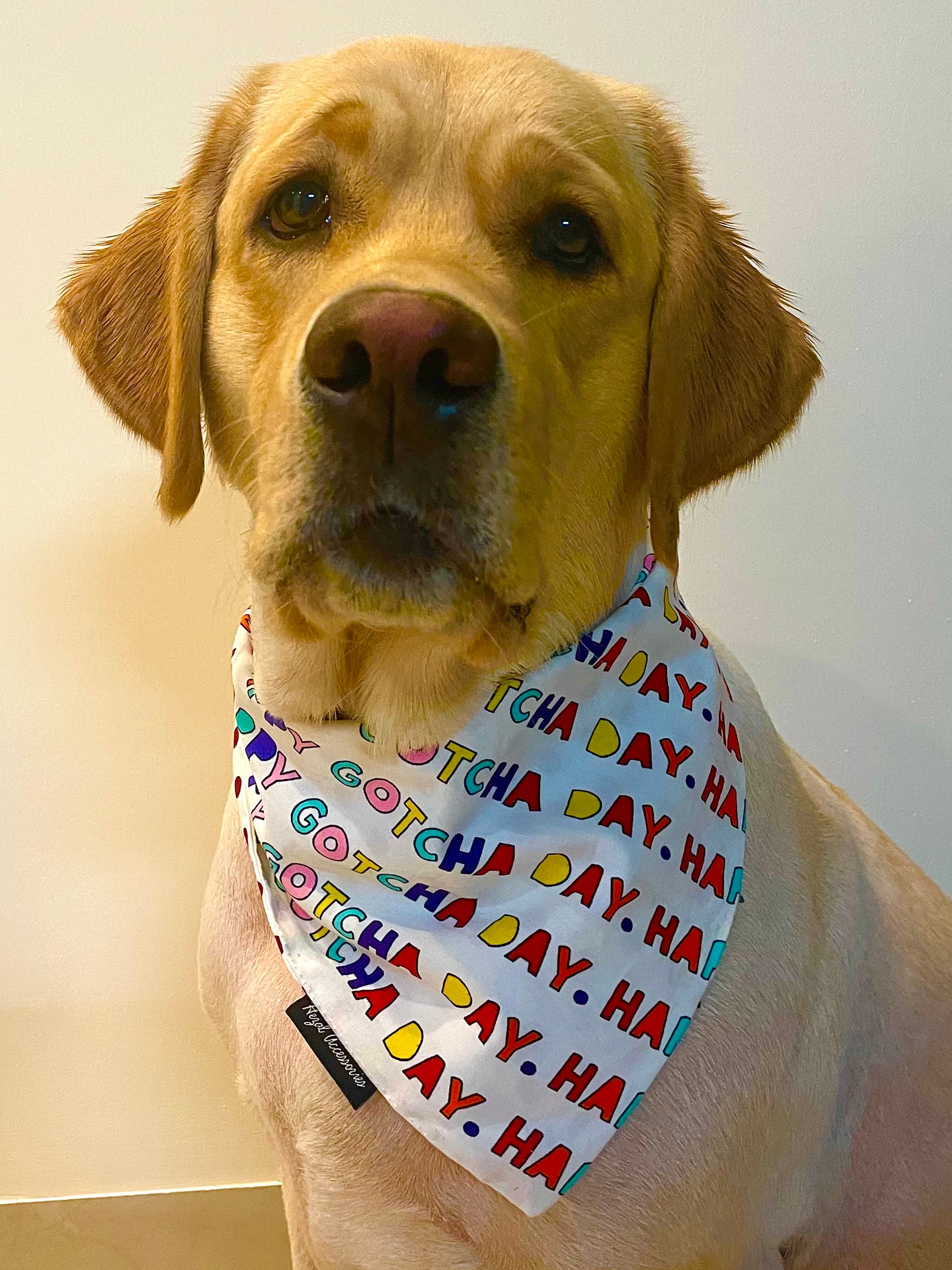 Gotcha Day Celebration tie on Bandana
