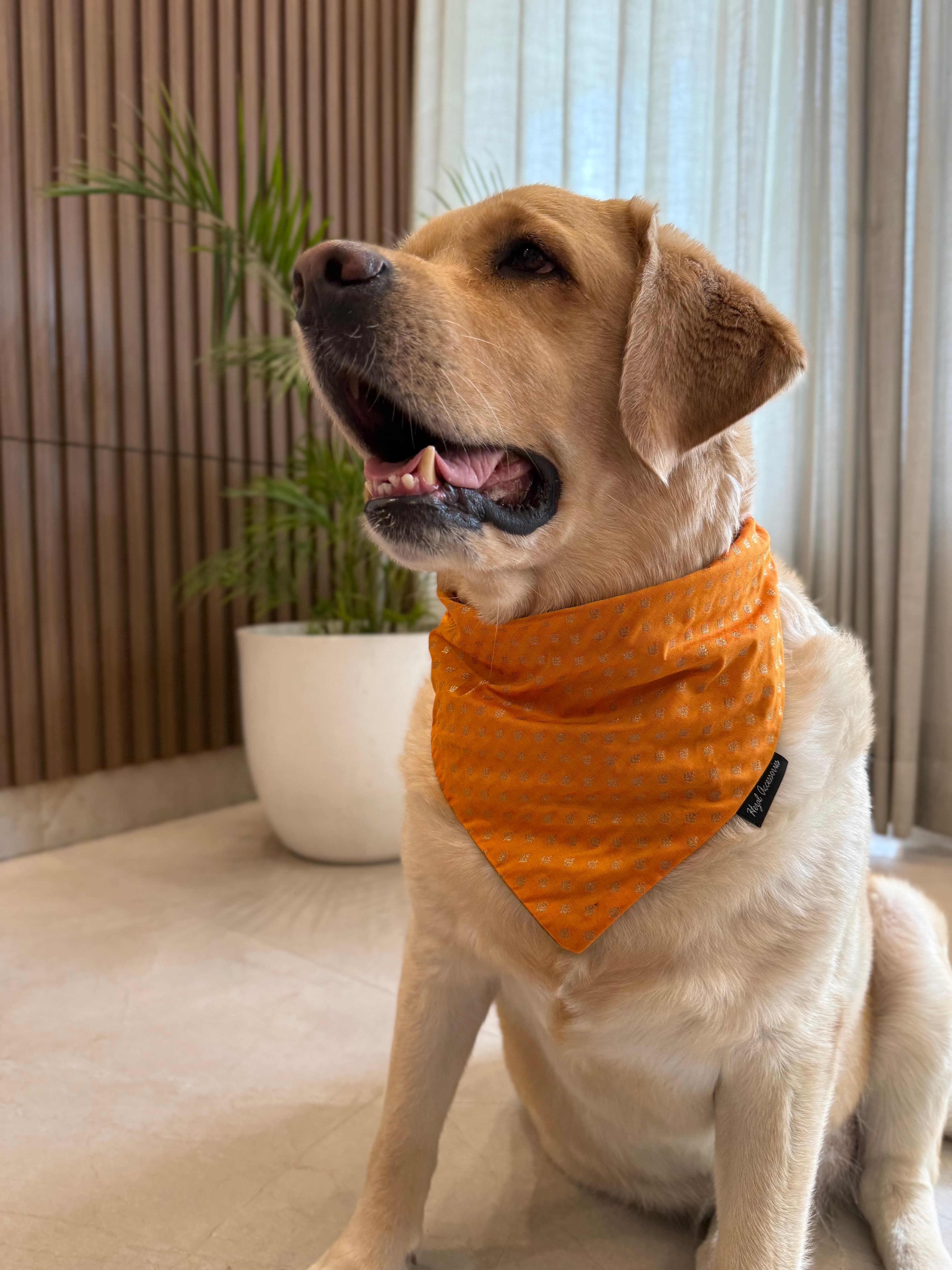 Festive Glow Bandana
